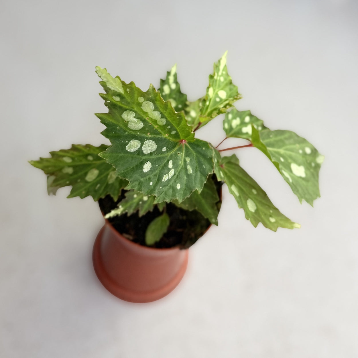Begonia Mantuk by Downtown Plant Club