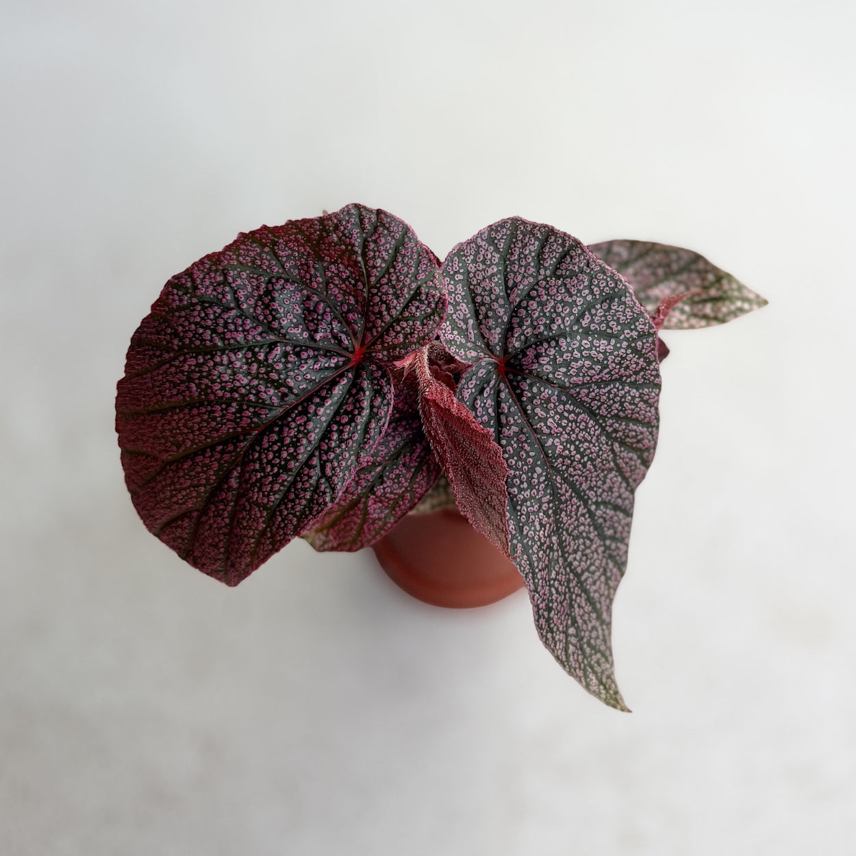 Begonia Morris by Downtown Plant Club