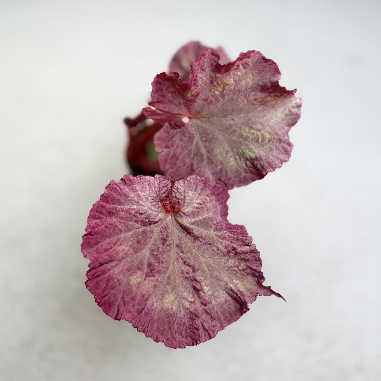 Begonia Pink Panther by Downtown Plant Club