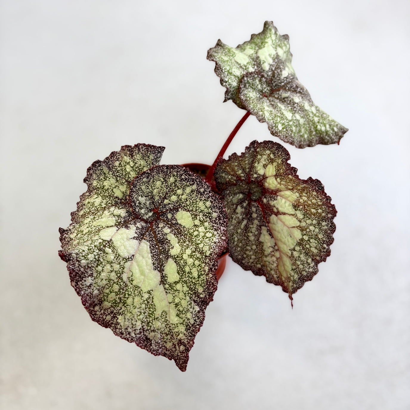 Begonia Speckled - Downtown Plant Club
