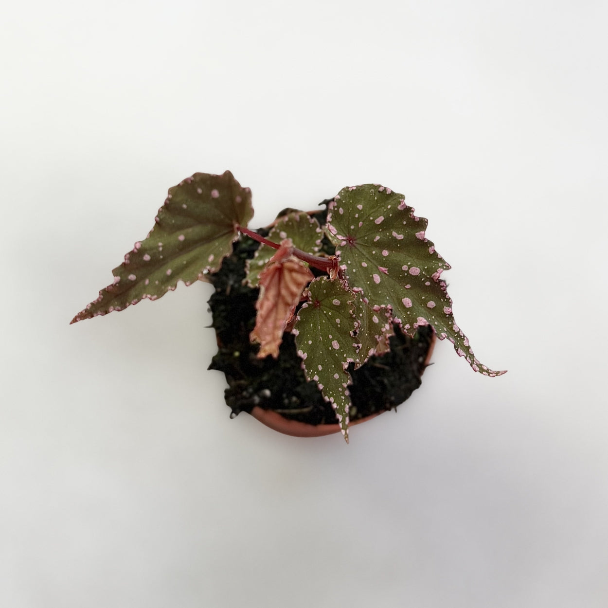 Begonia Sumatra Spotted by Downtown Plant Club