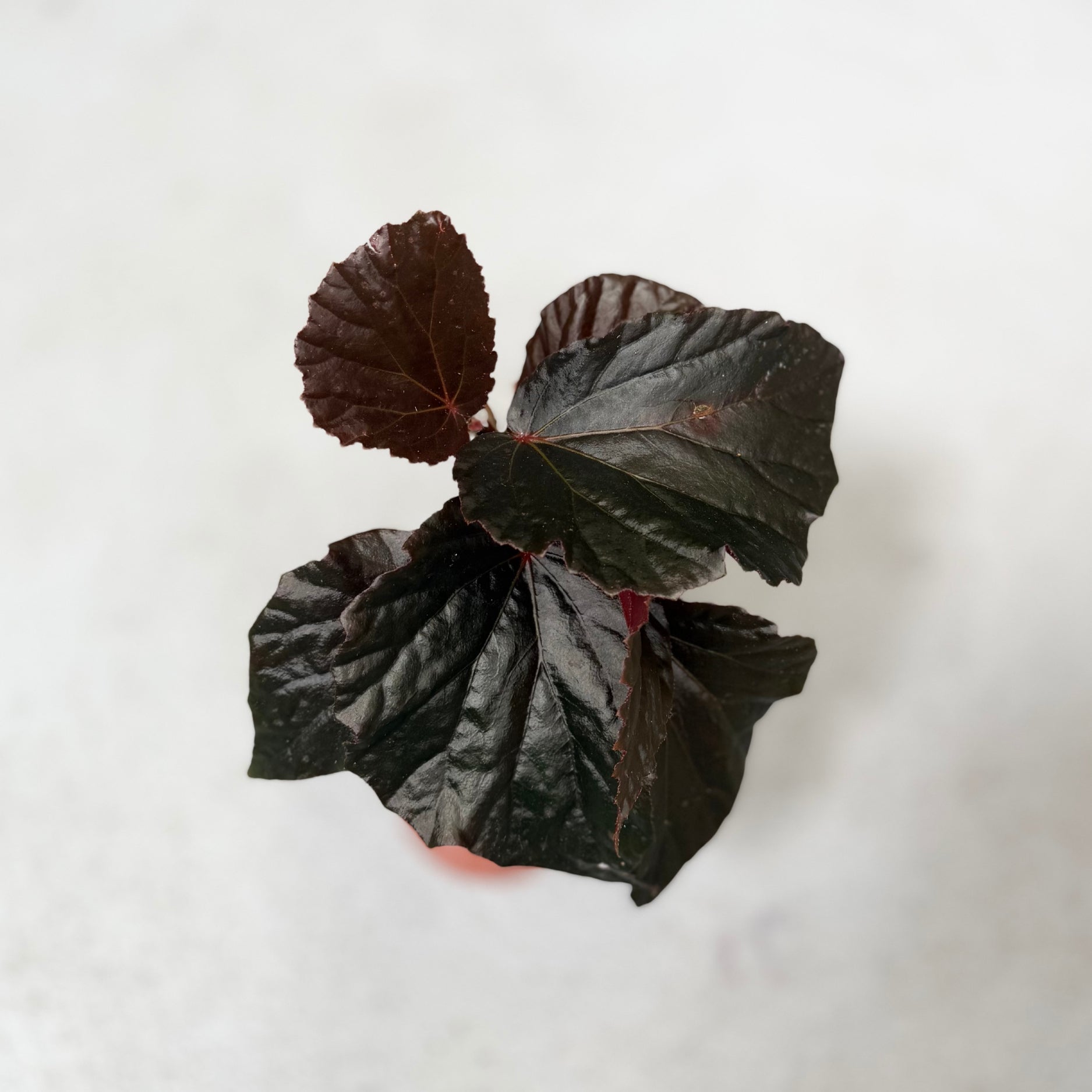 Begonia Black Cat