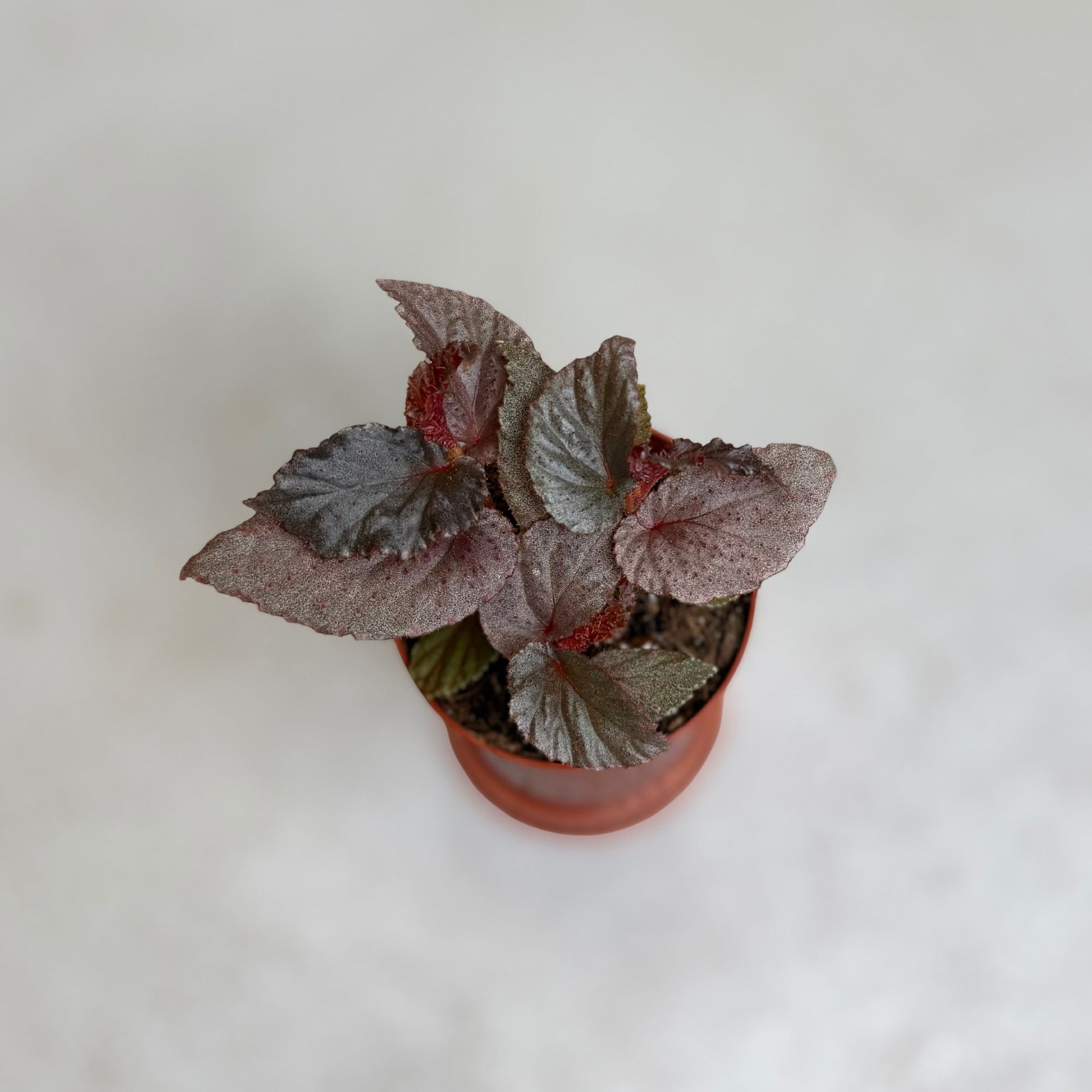Begonia Lamriana Silver