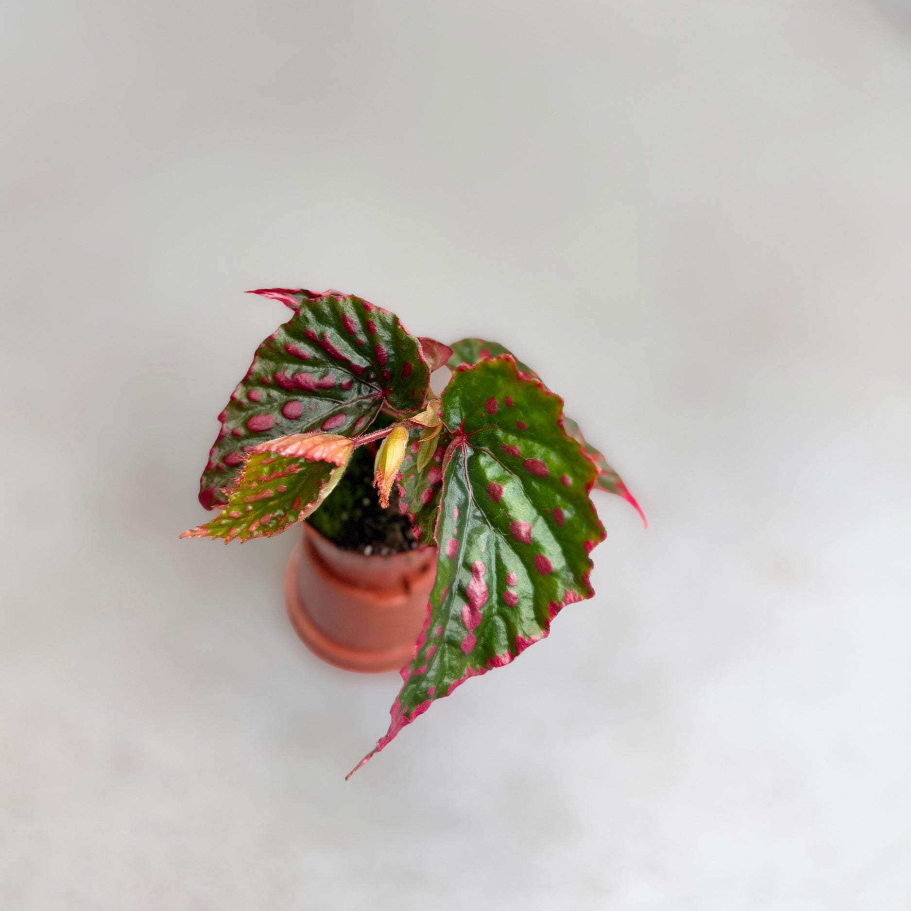 Begonia Pink Lady by Downtown Plant Club