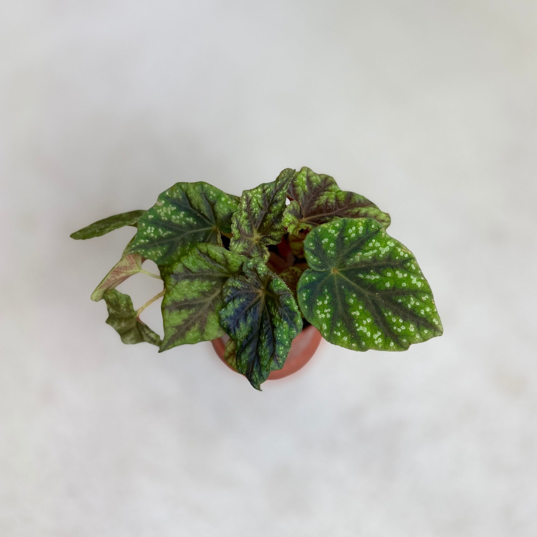 Begonia Pseudoedulis Shiwanshan