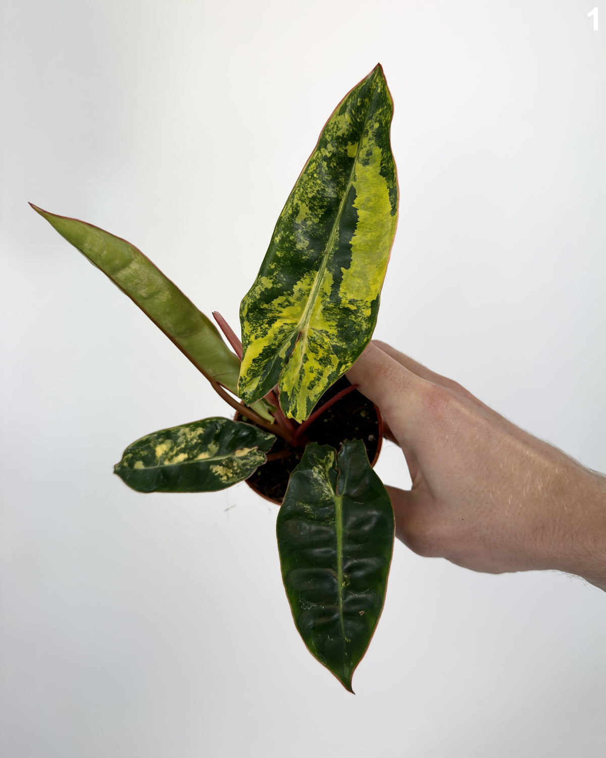 Philodendron Billietiae Variegata WW