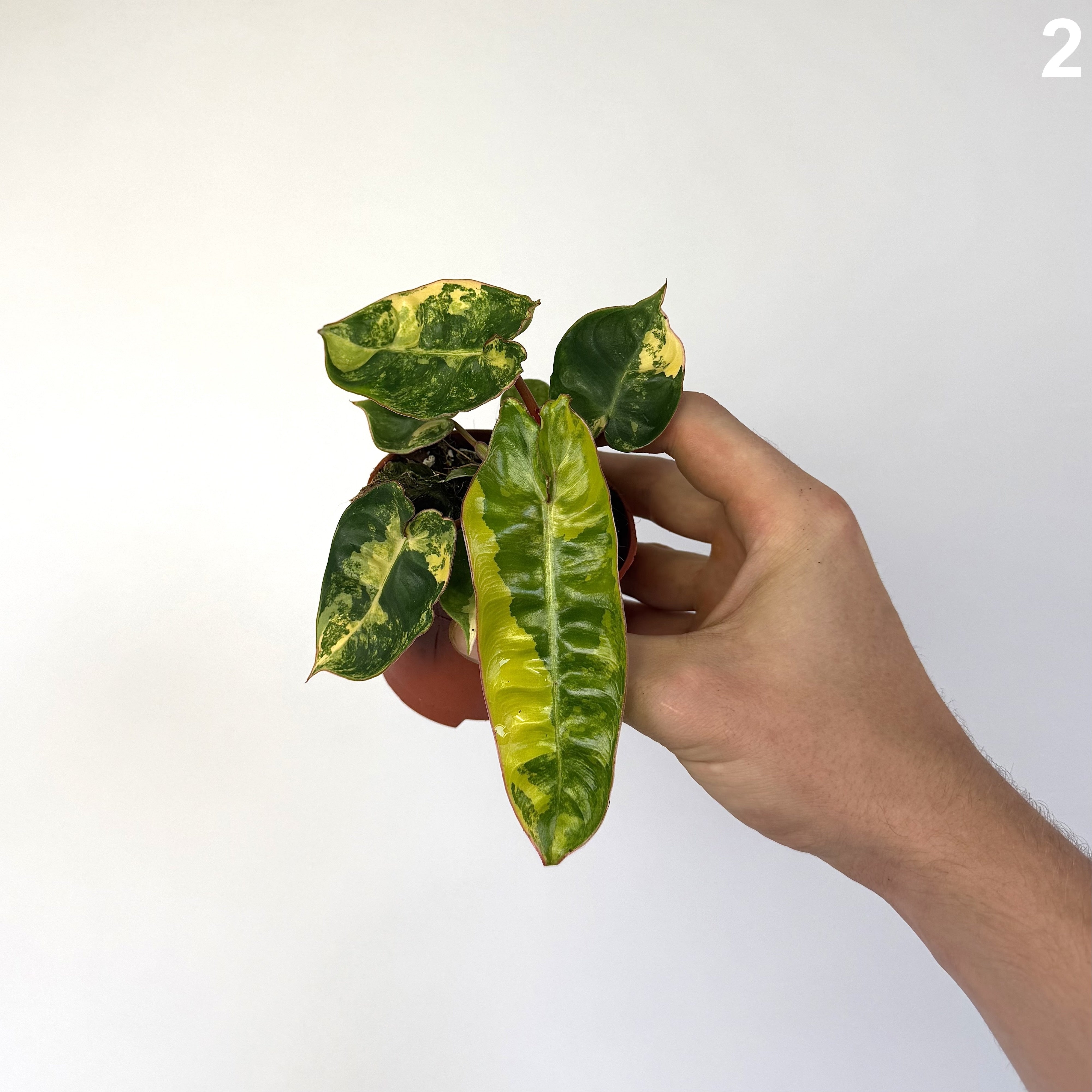 Philodendron Billietiae Variegata WW