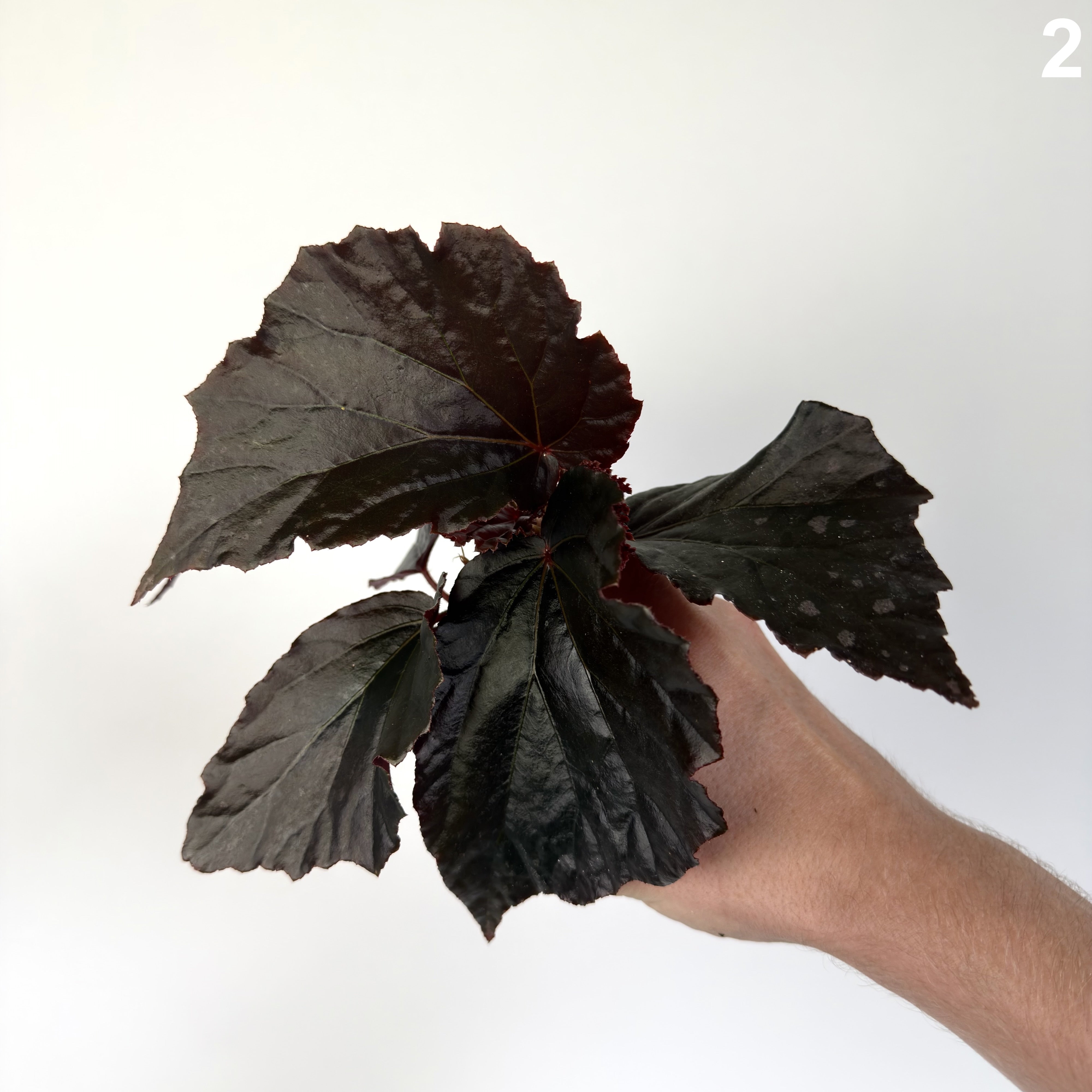 Begonia Black Cat WW
