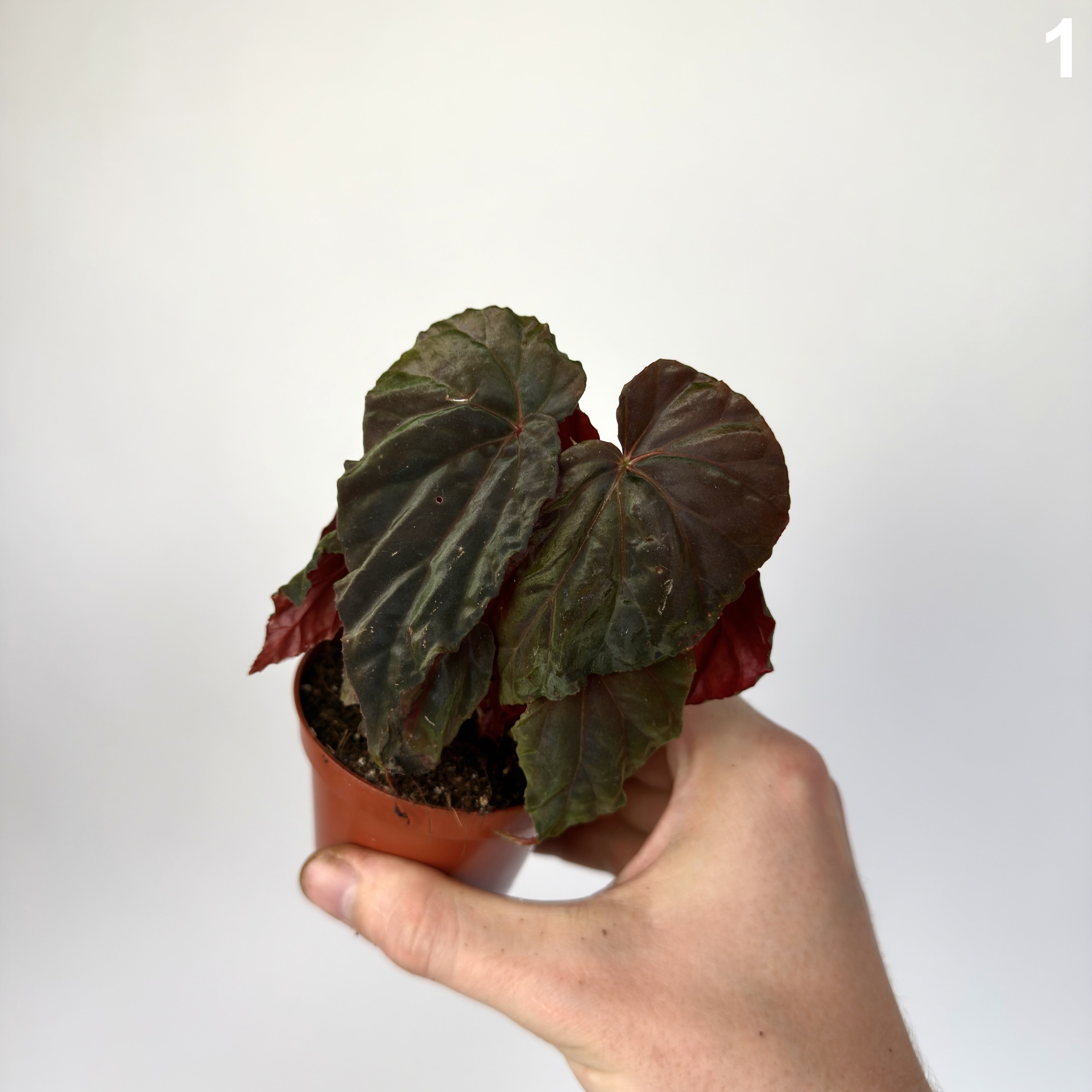 Begonia Black Blood WW