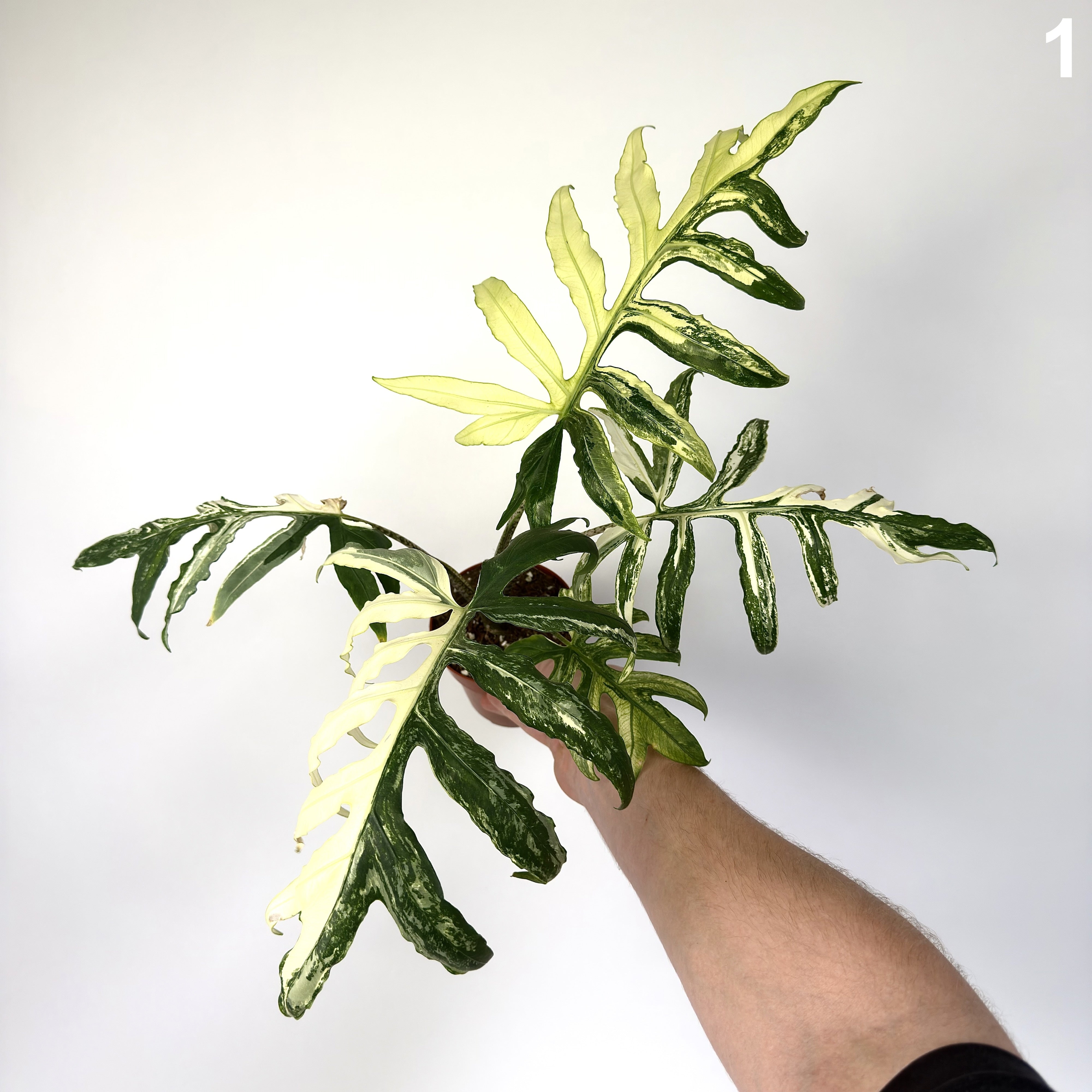 Alocasia Brancifolia Albo WW