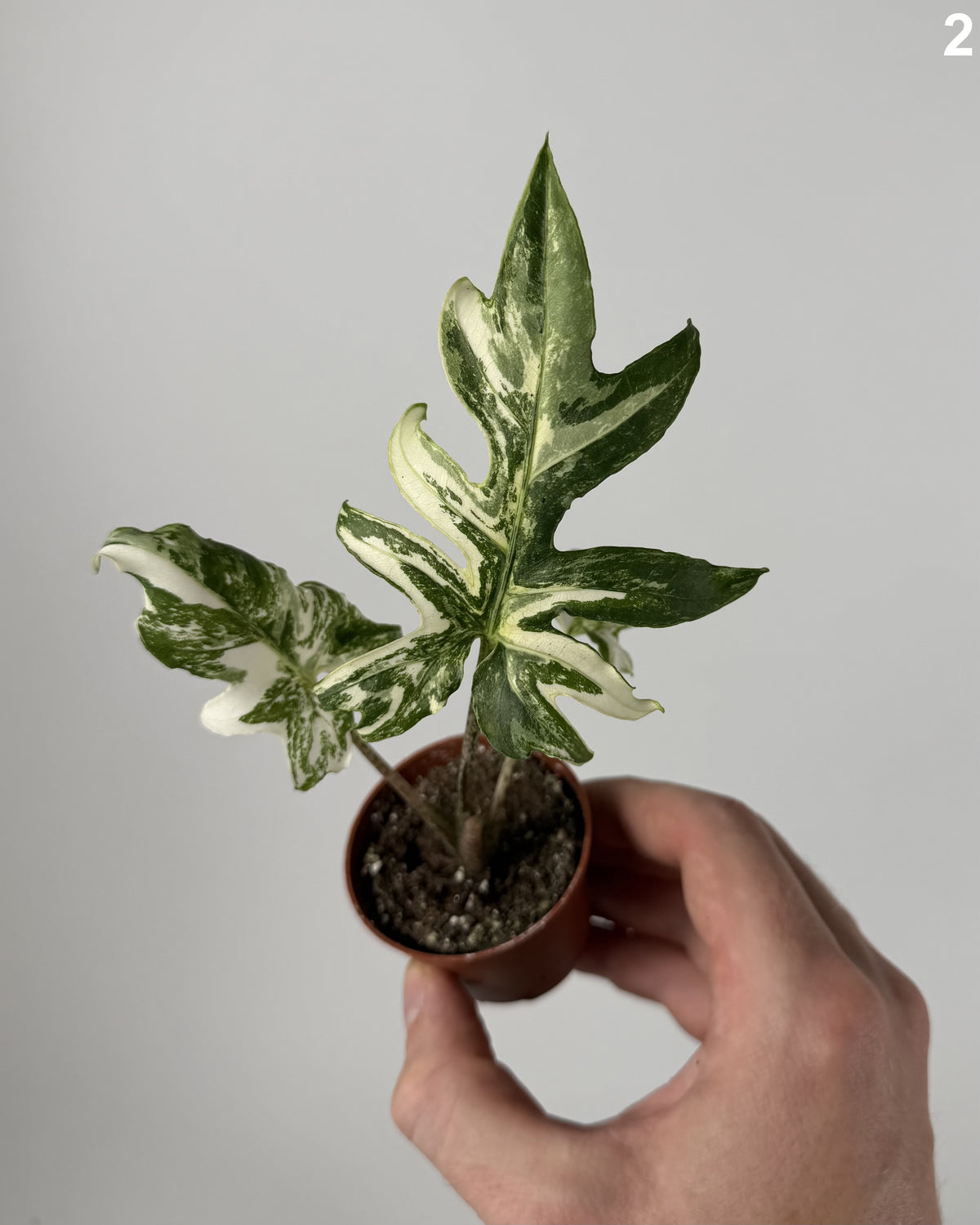 Alocasia Brancifolia Albo WW