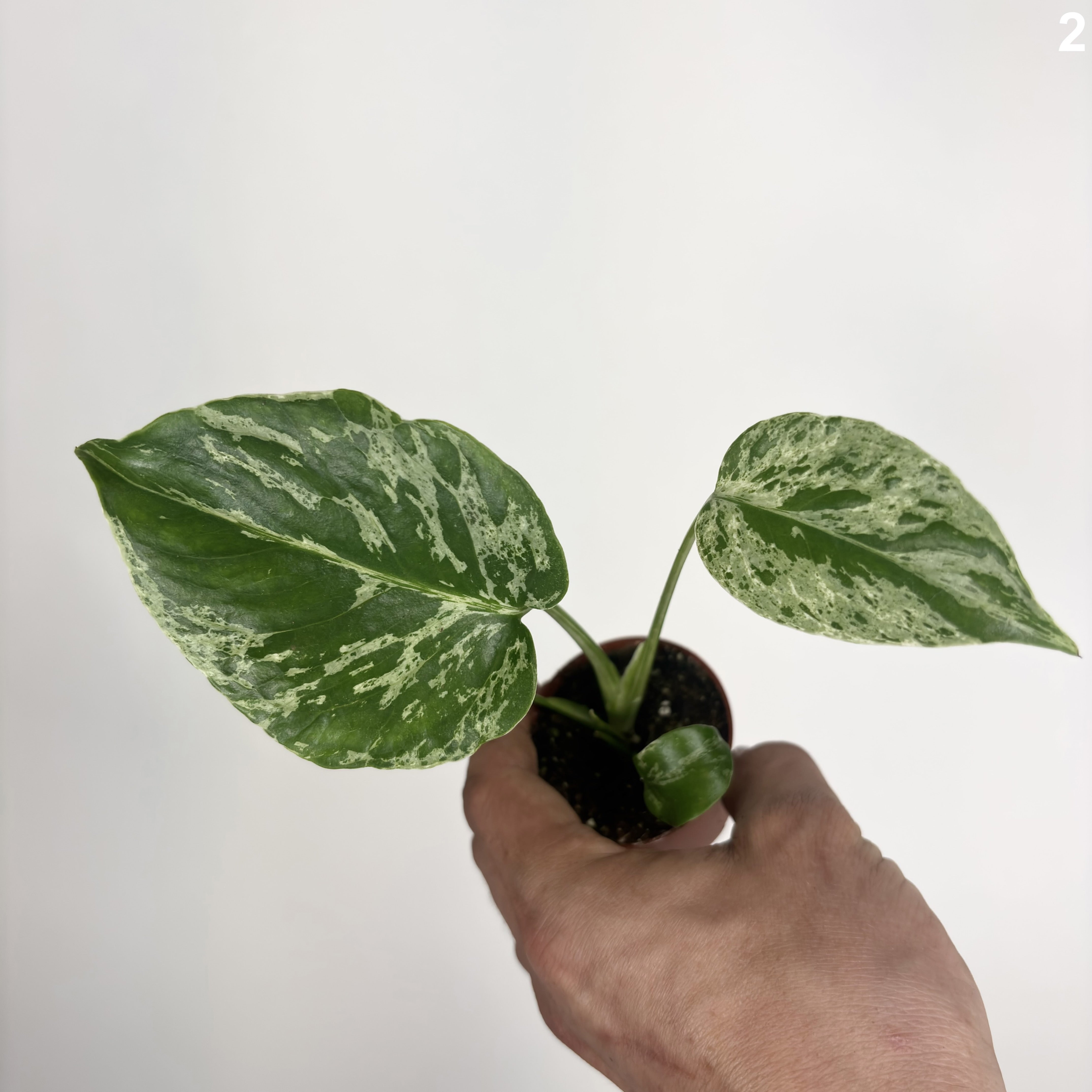 Monstera Deliciosa Bulbasaur WW