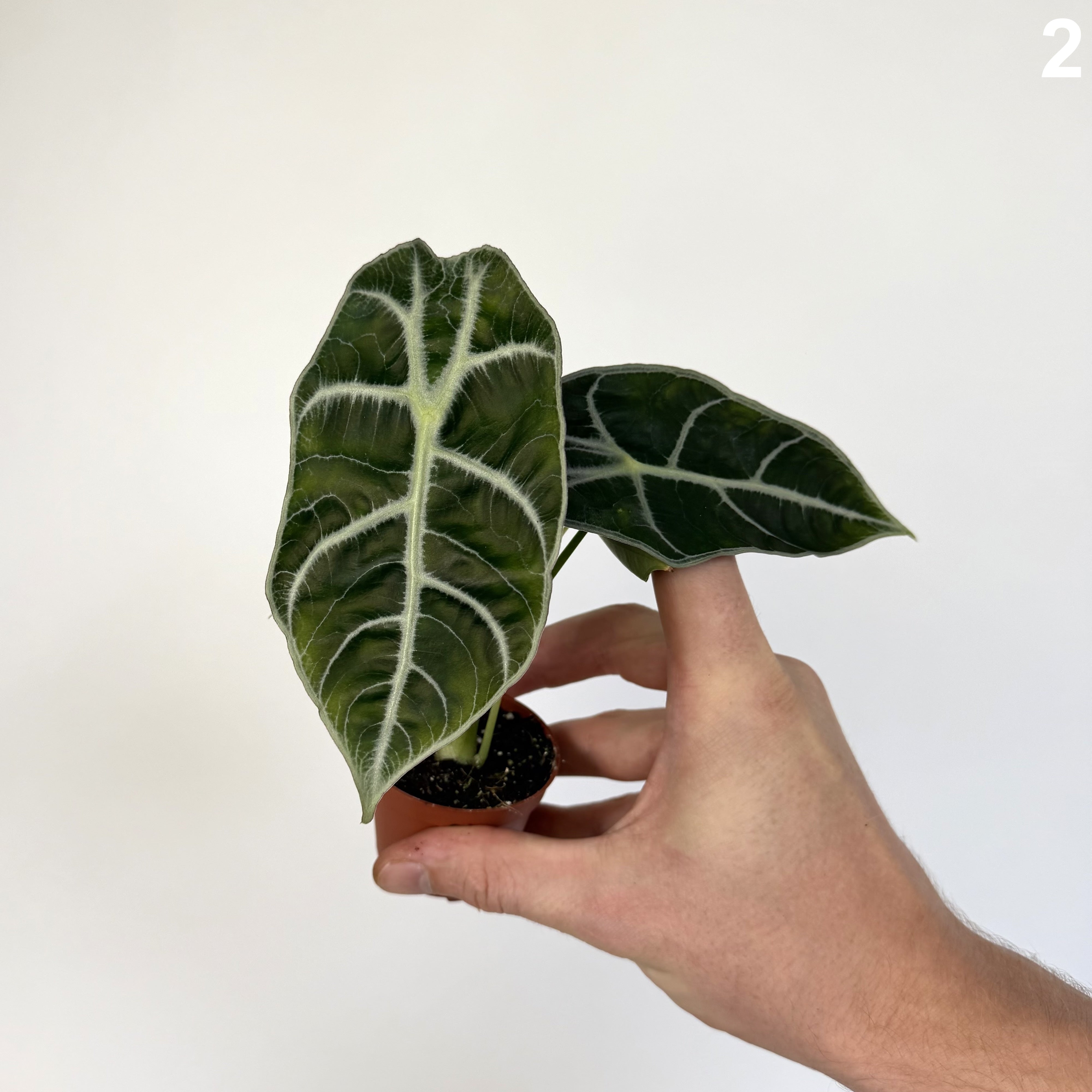 Alocasia Watsoniana Carter WW