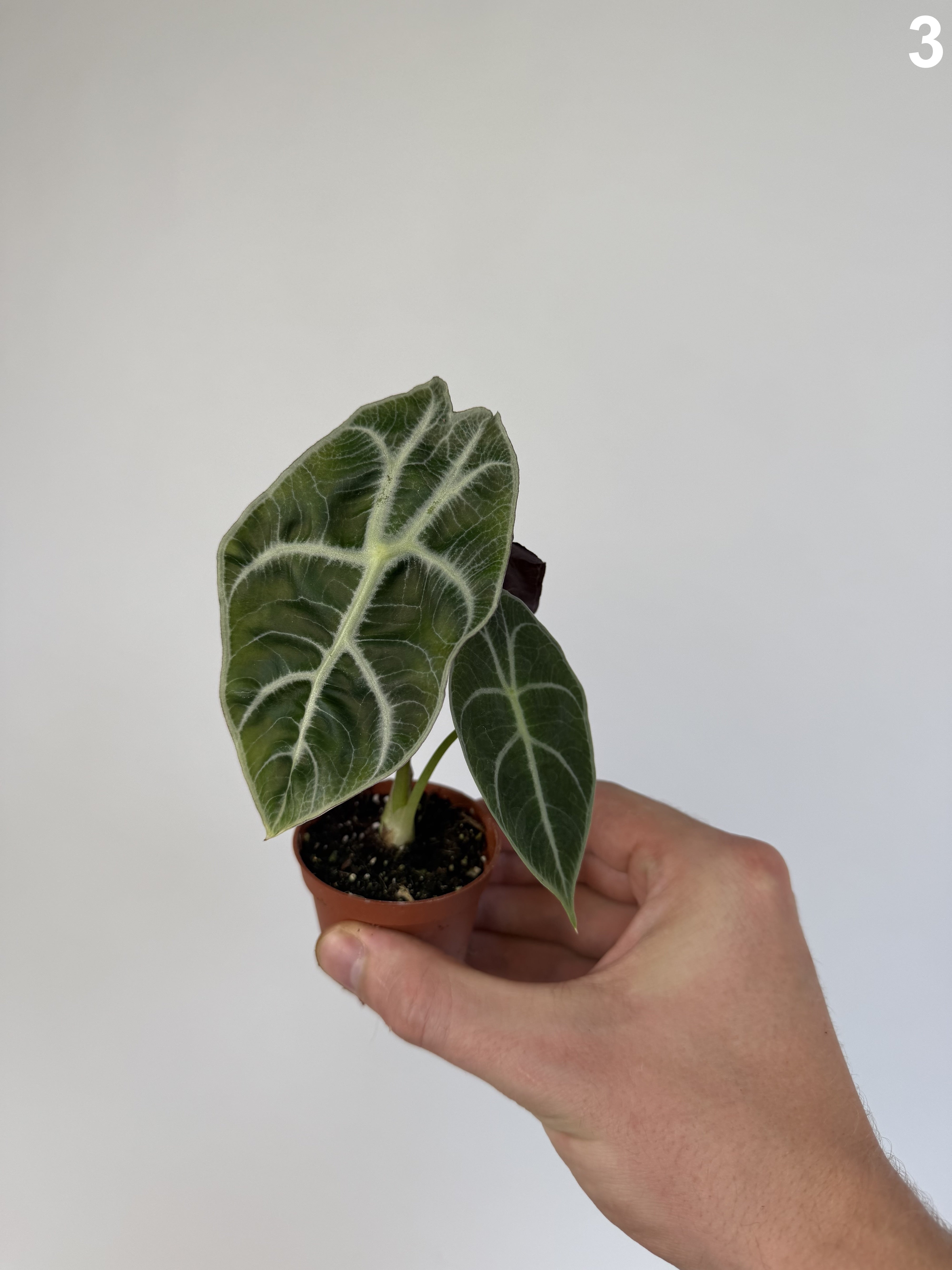 Alocasia Watsoniana Carter WW