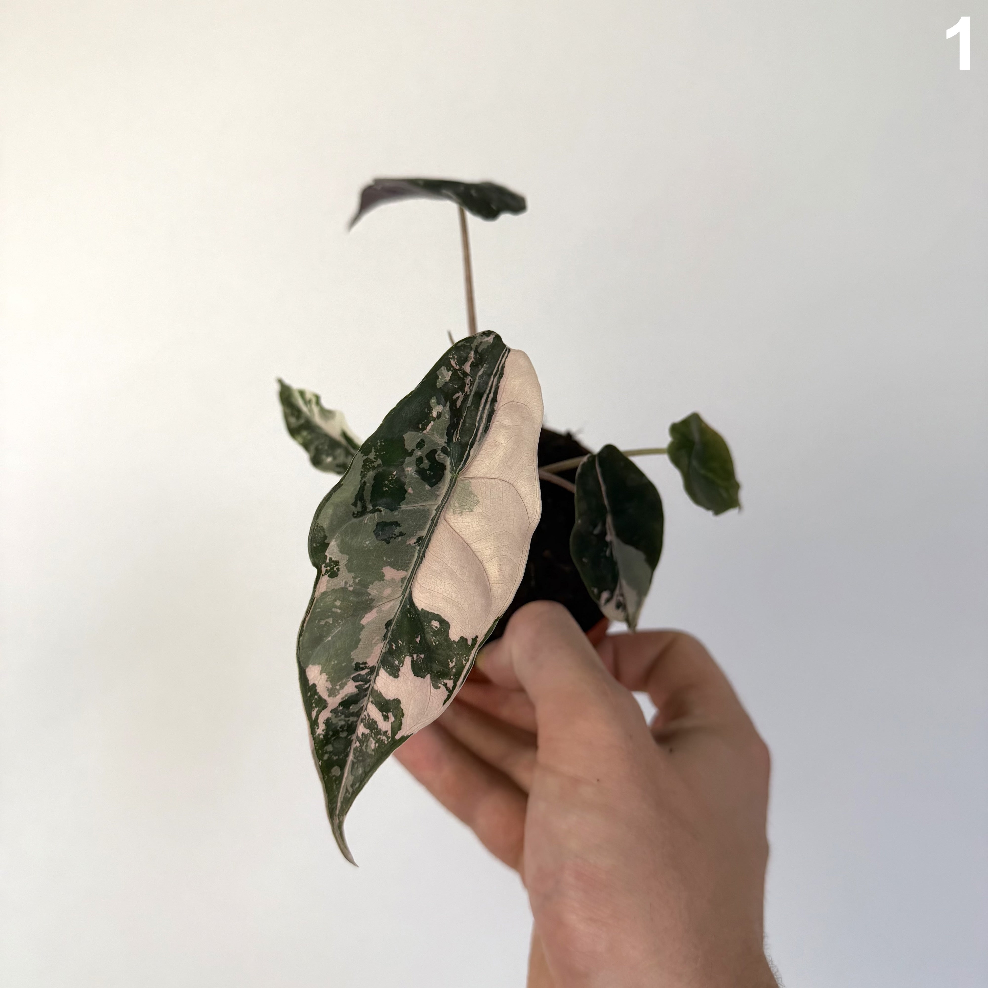 Alocasia Chantrieri Pink WW