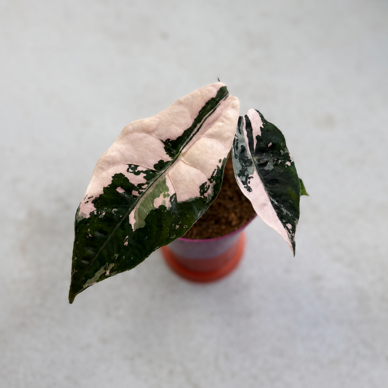 Alocasia Chantrieri Pink Variegata