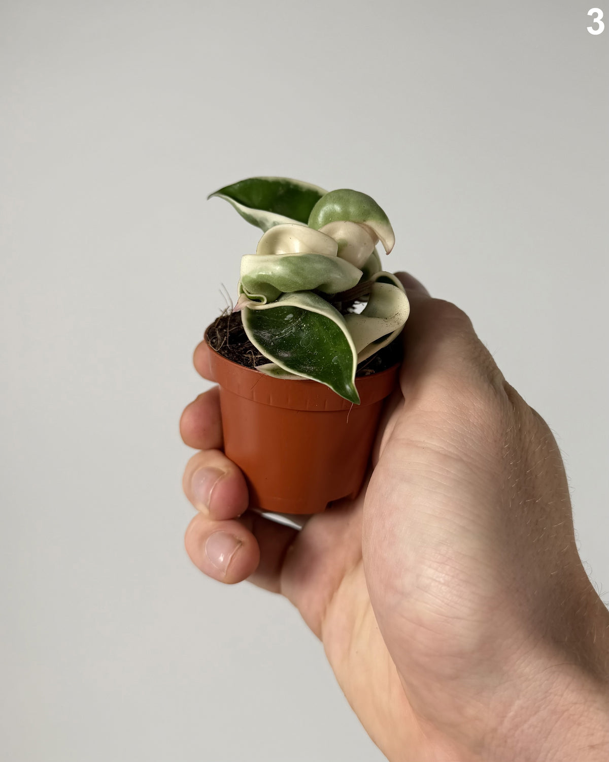 Hoya Compacta Variegata WW