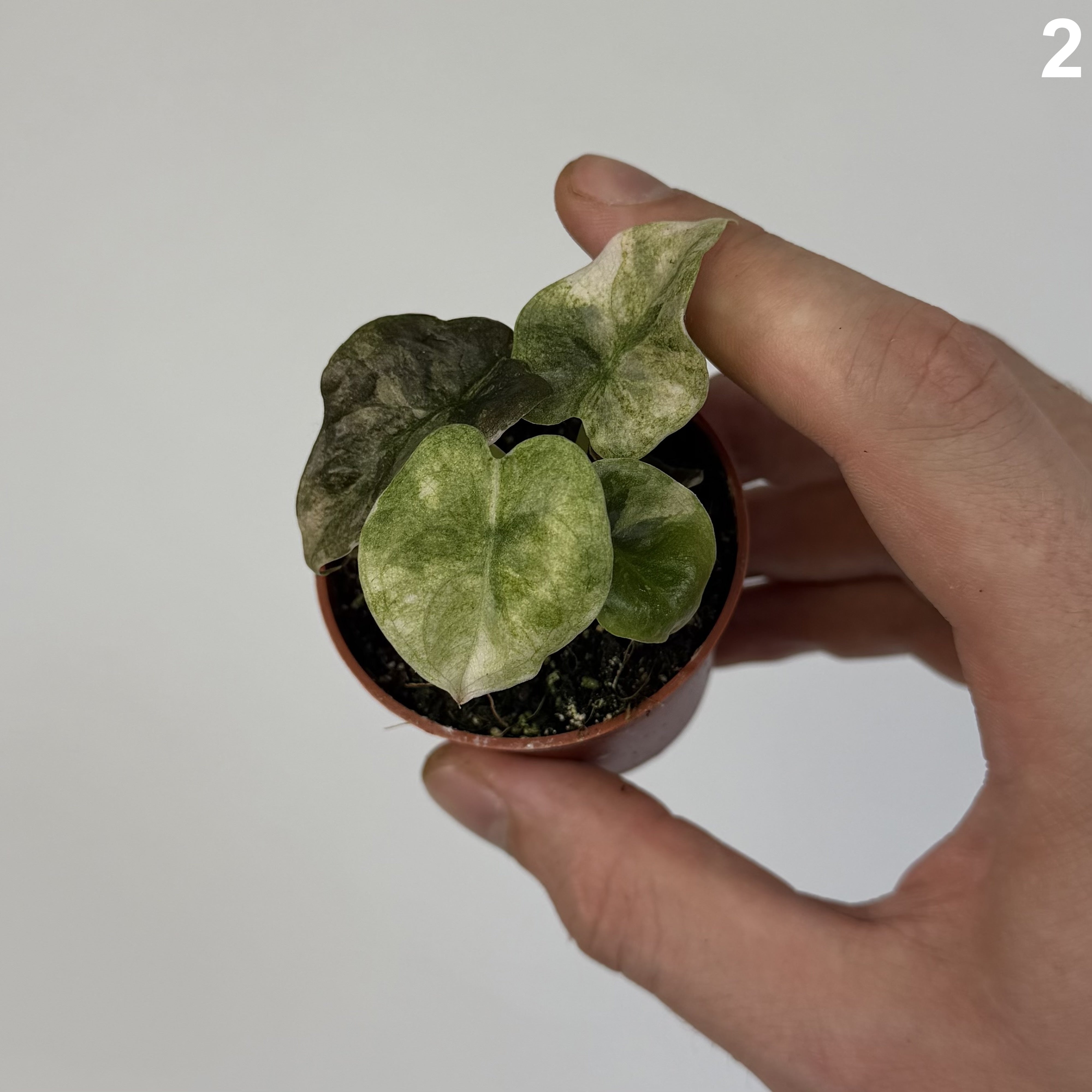 Alocasia Cuprea Mint WW