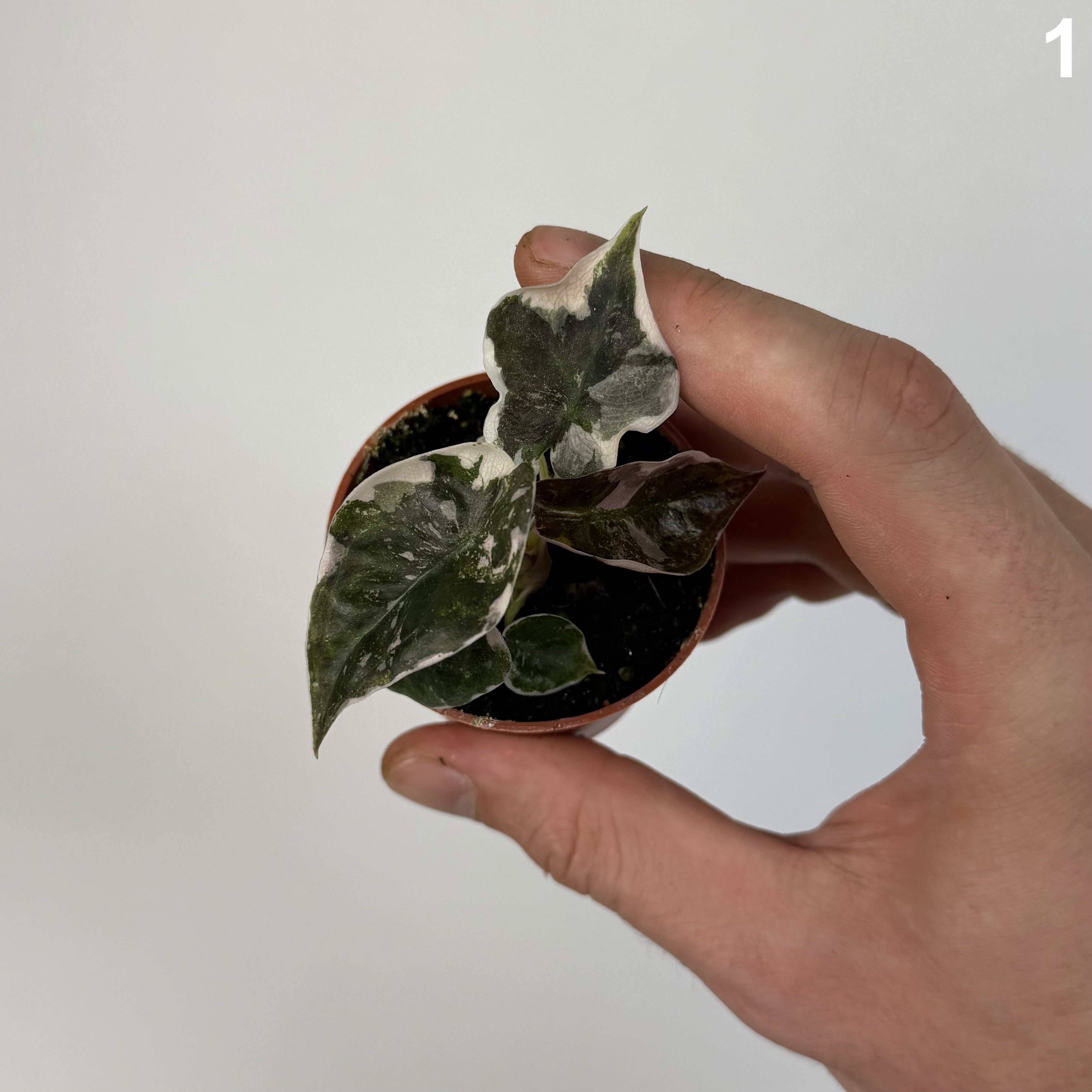 Alocasia Cuprea Pink Albo WW