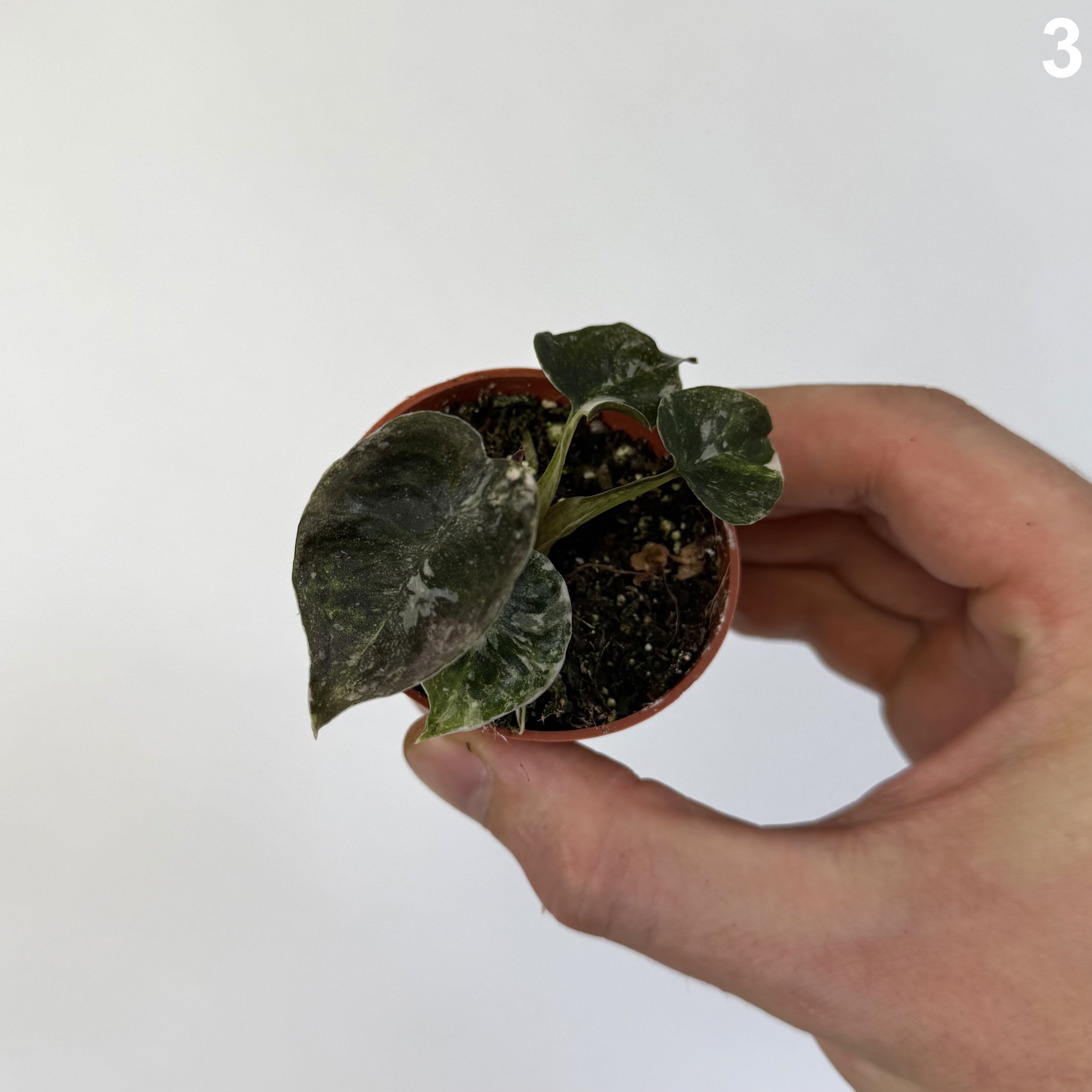 Alocasia Cuprea Pink Albo WW