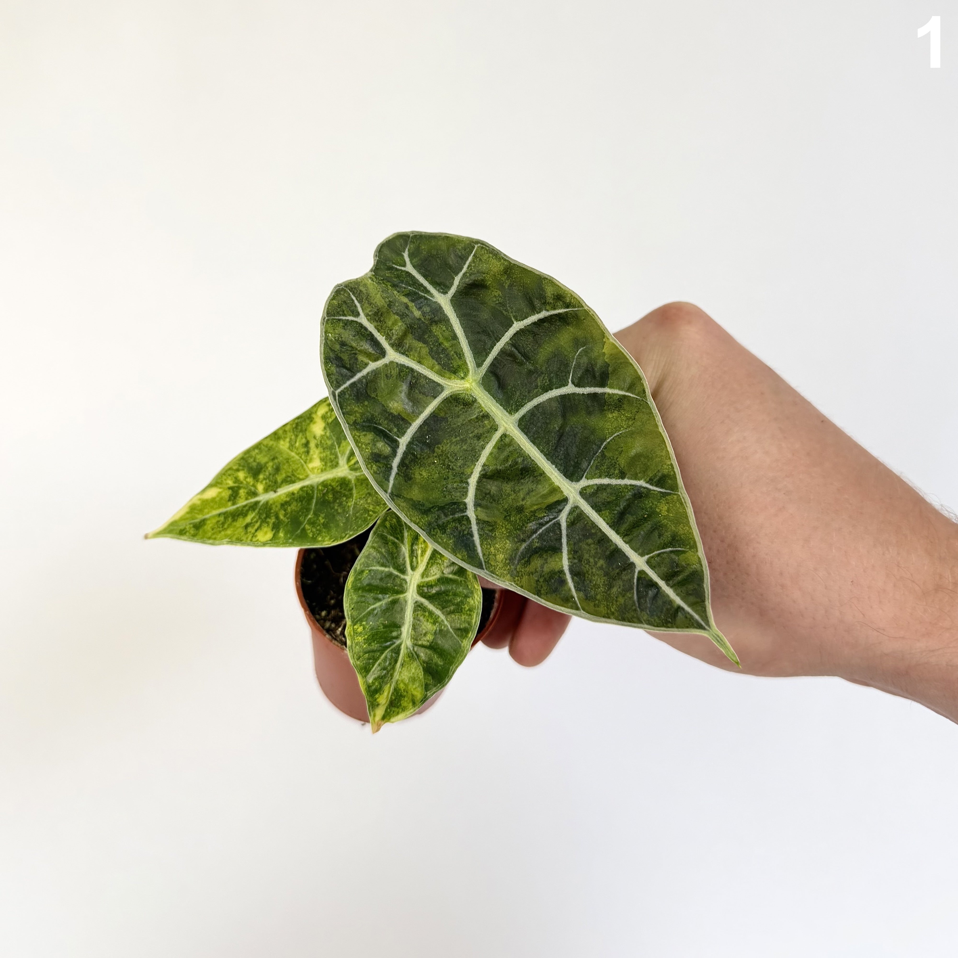Alocasia Watsoniana Doff. Aurea WW