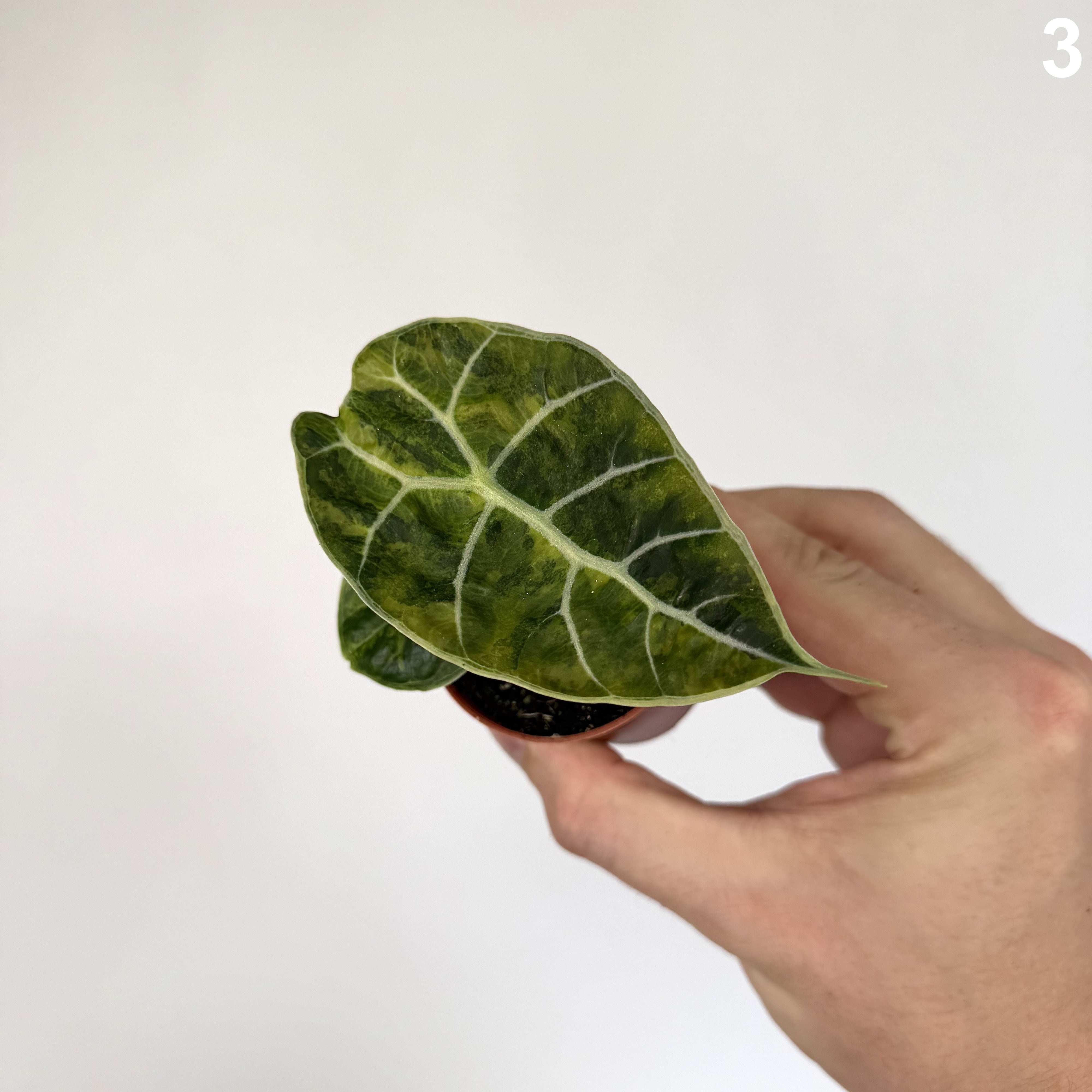 Alocasia Watsoniana Doff. Aurea WW