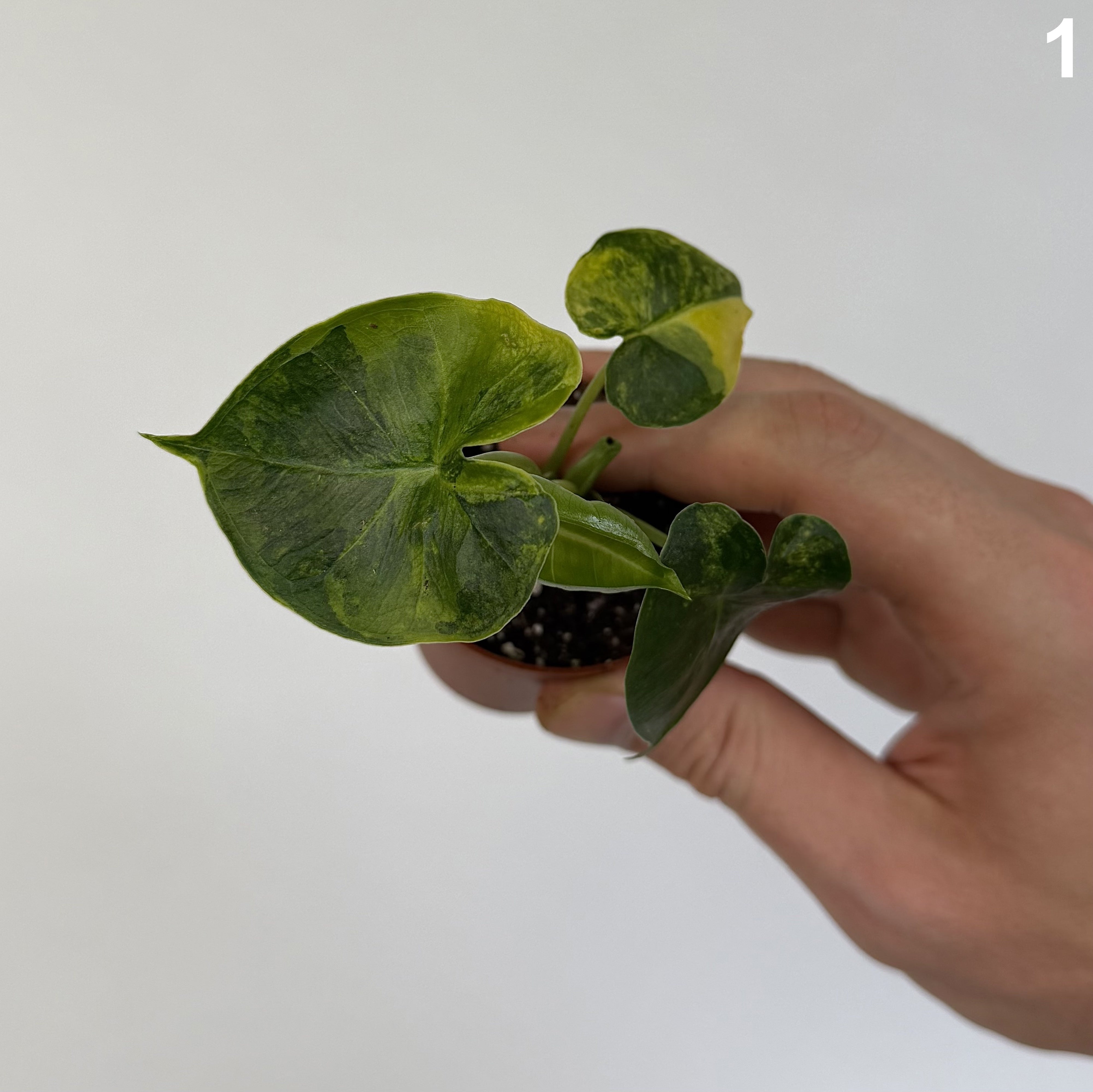 Alocasia Frydek Dorayaki Aurea WW