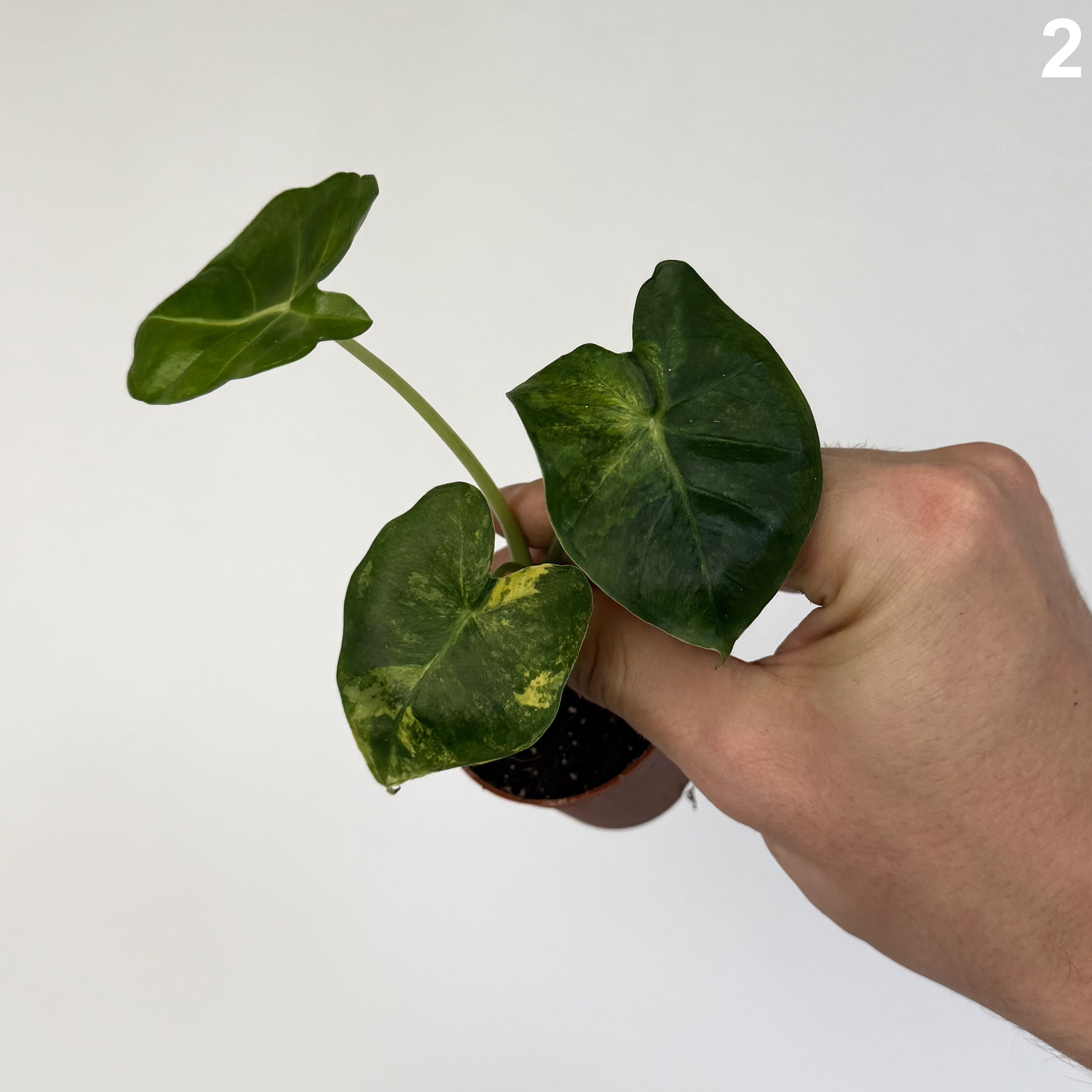 Alocasia Frydek Dorayaki Aurea WW
