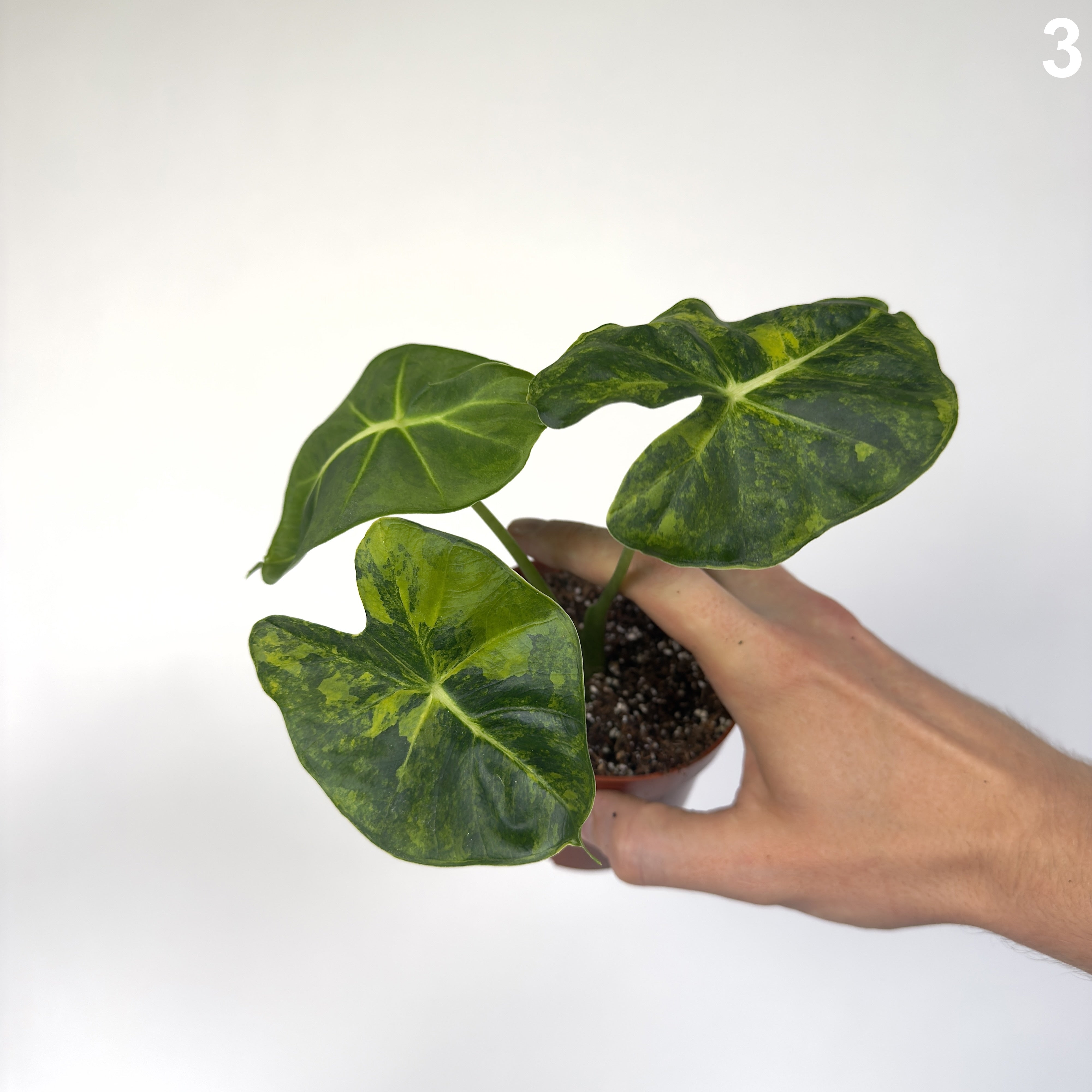 Alocasia Frydek Dorayaki Aurea WW