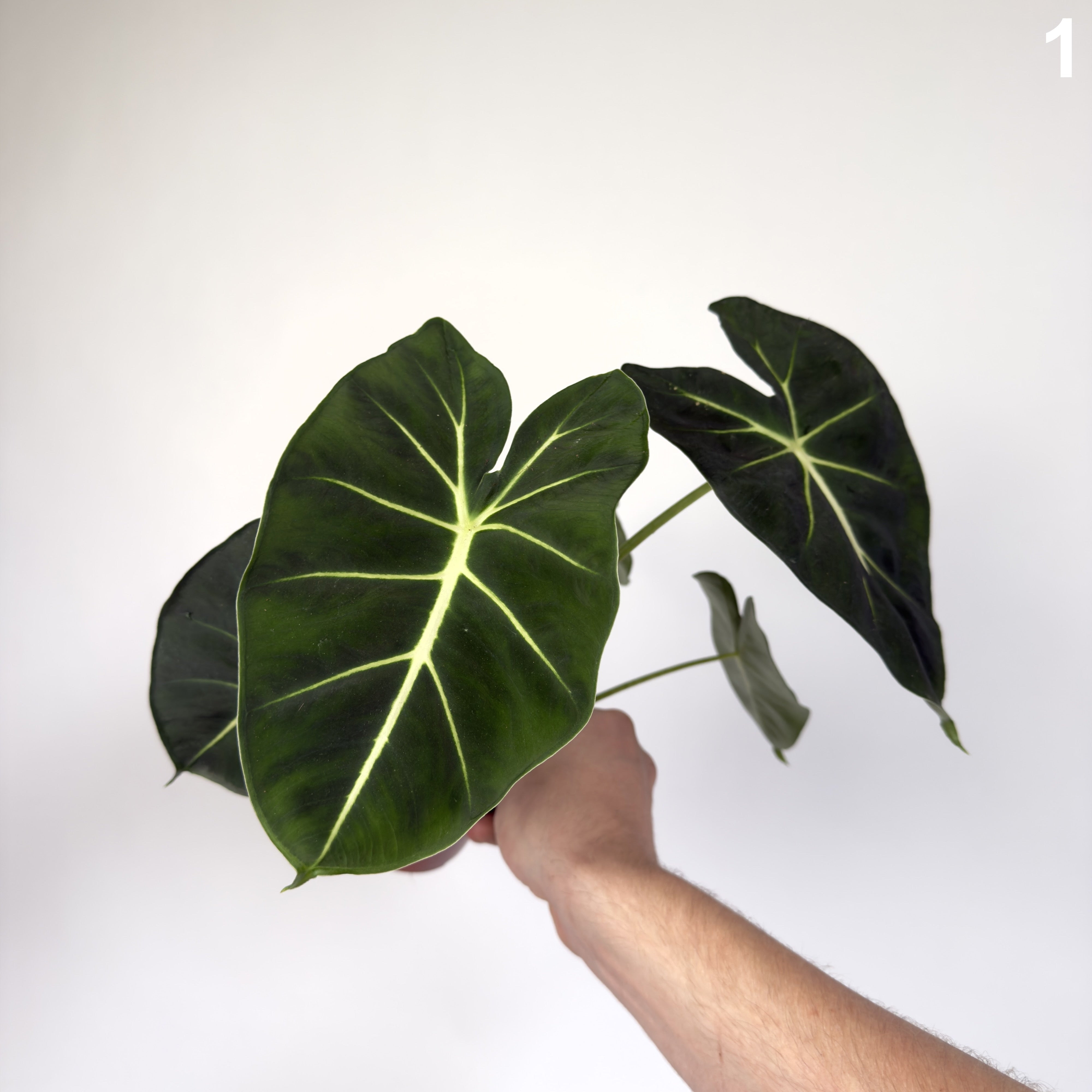 Alocasia Frydek Dorayaki WW