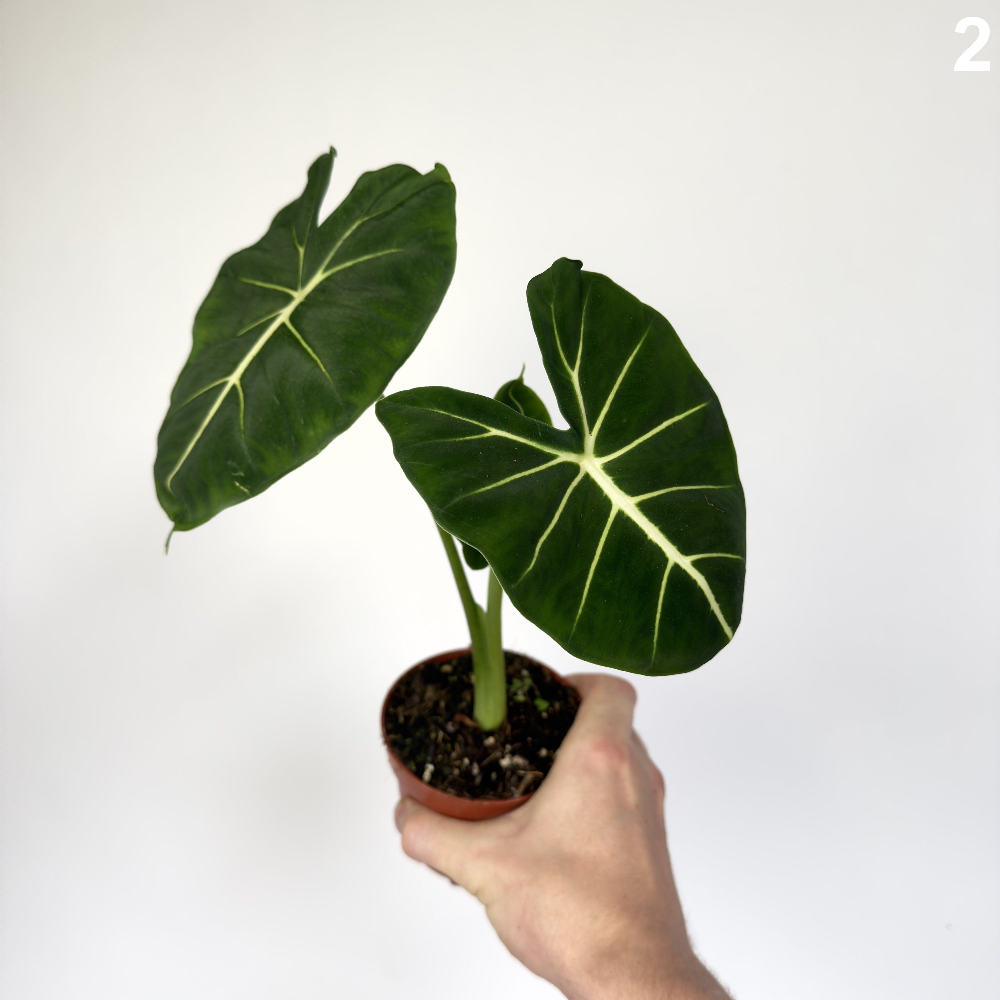 Alocasia Frydek Dorayaki WW