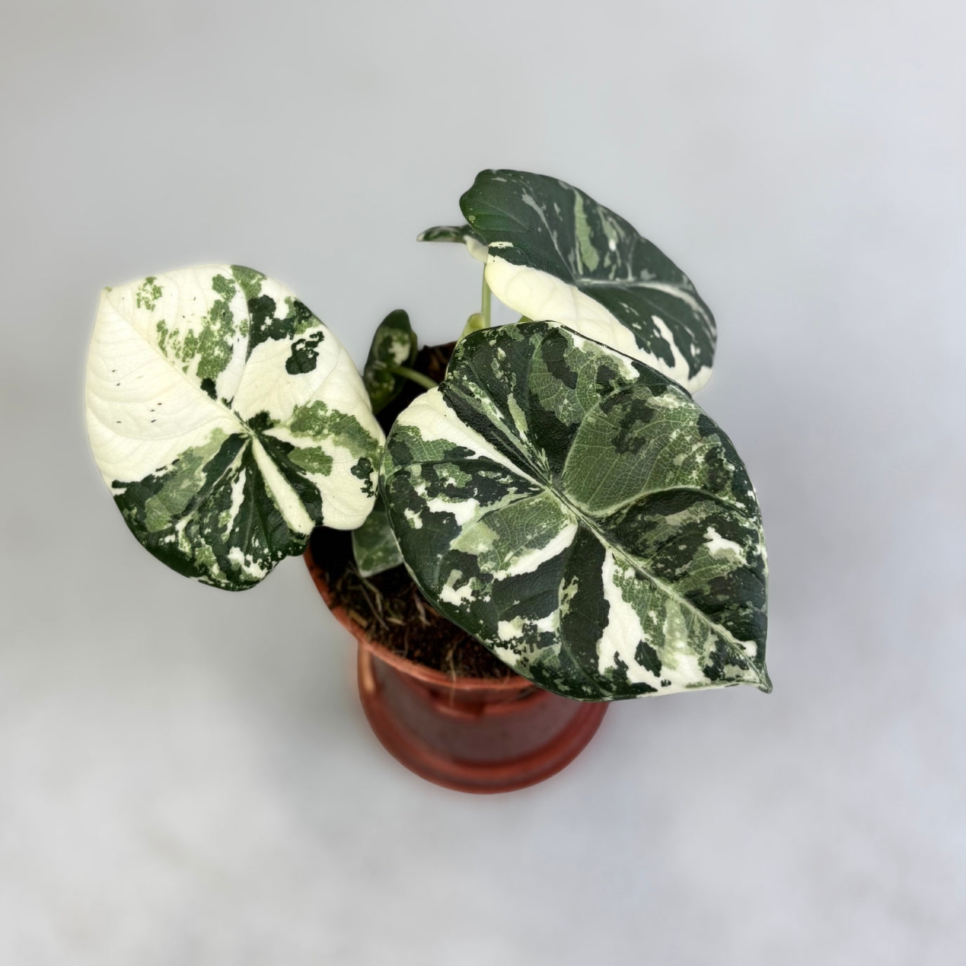 Alocasia Maharani Albo Variegata - Downtown Plant Club