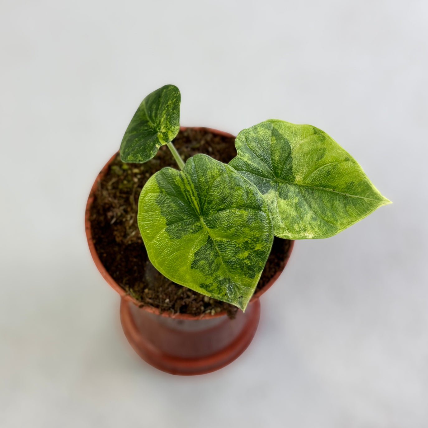 Alocasia Melo Aurea - Downtown Plant Club