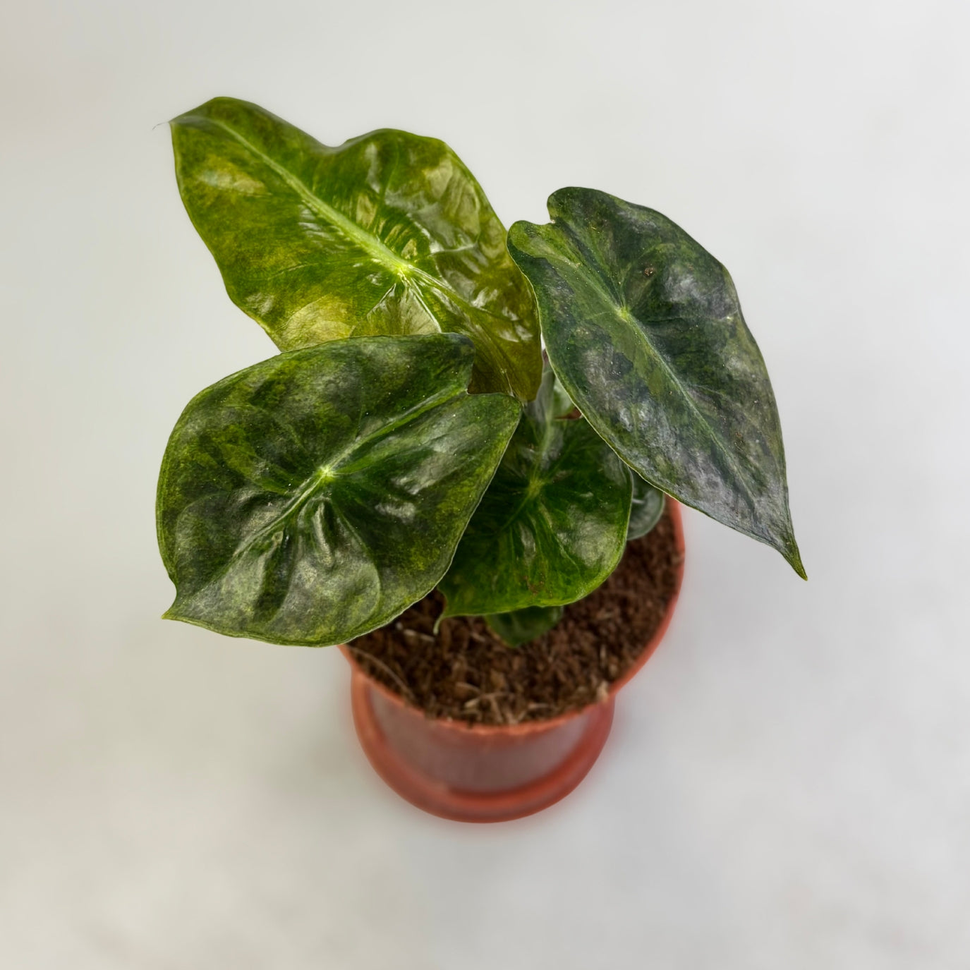 Alocasia Nairobi Nights Variegata - Downtown Plant Club