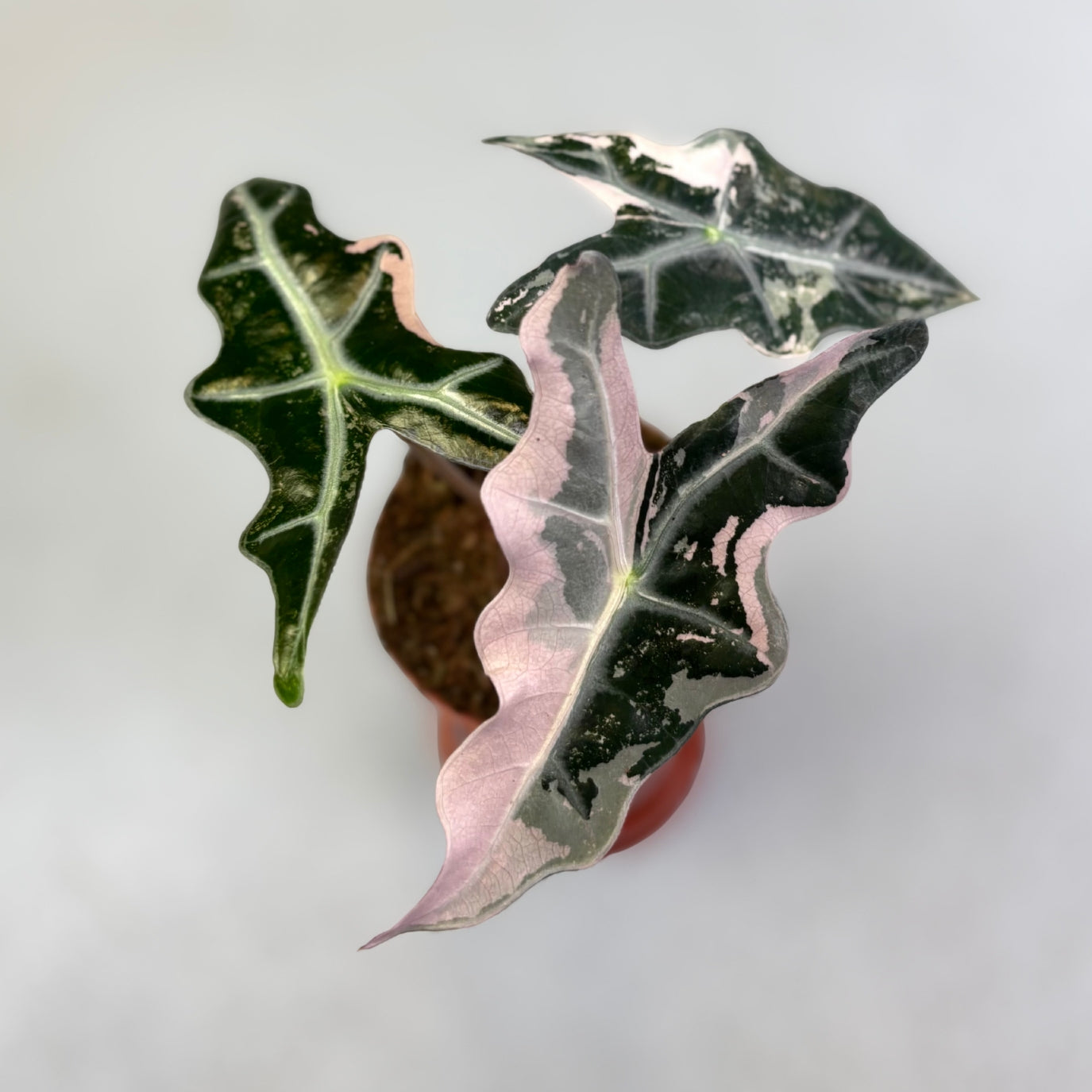 Alocasia Nobilis Pink Variegata - Downtown Plant Club