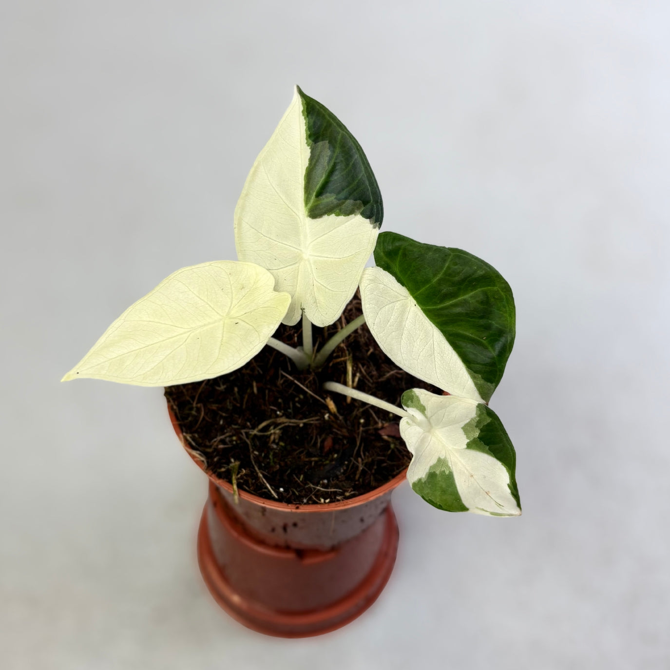 Alocasia Regal Shield Albo Variegata - Downtown Plant Club