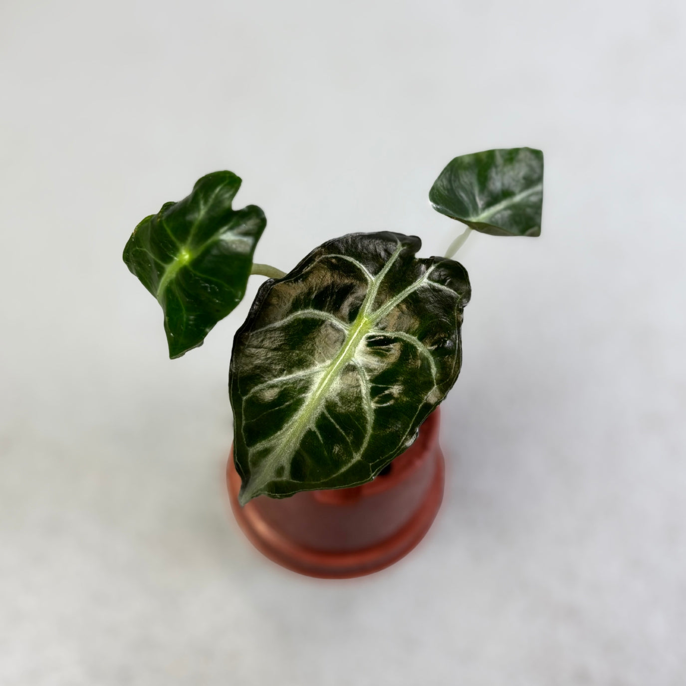 Alocasia Venom - Downtown Plant Club
