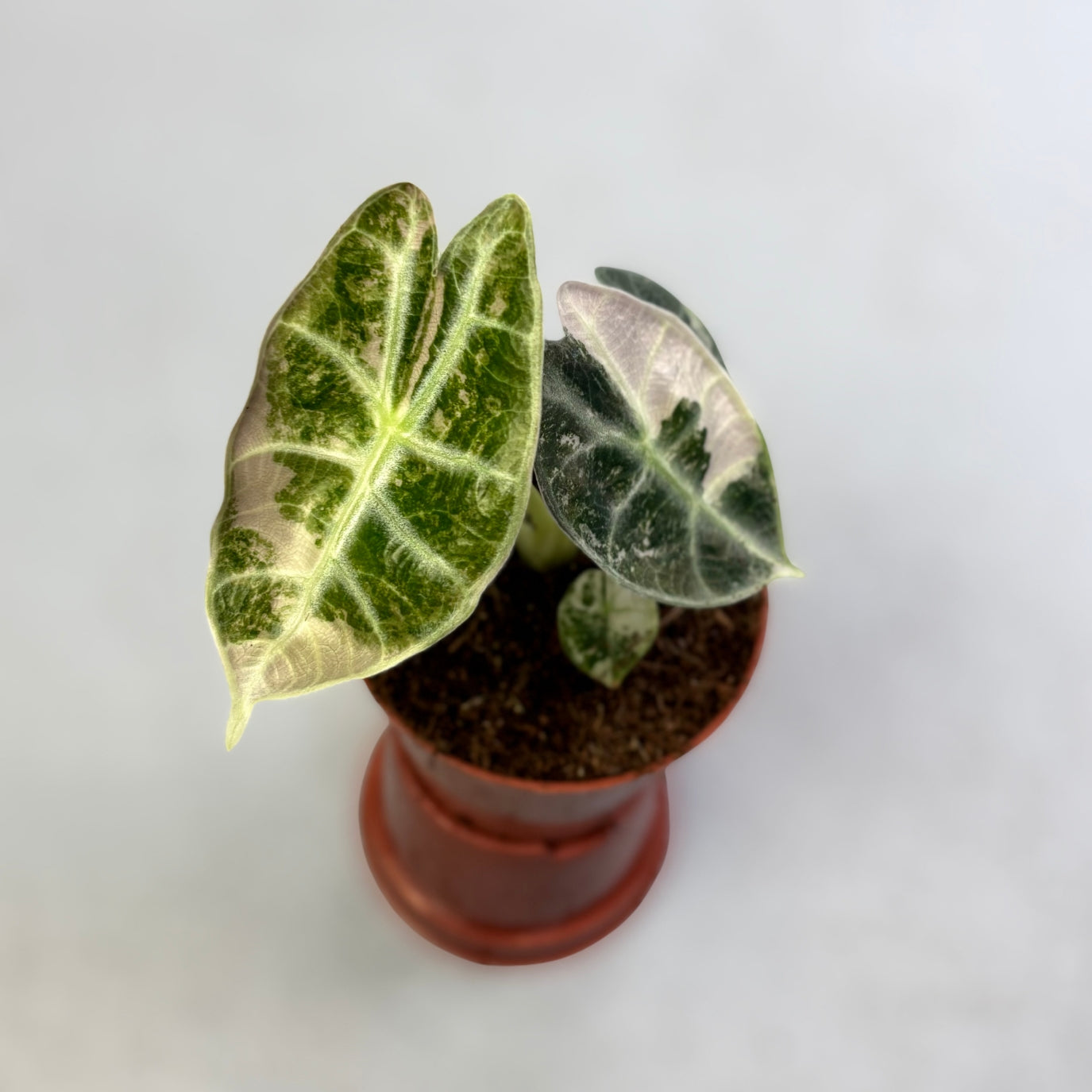Alocasia Watsoniana Glossy Variegata