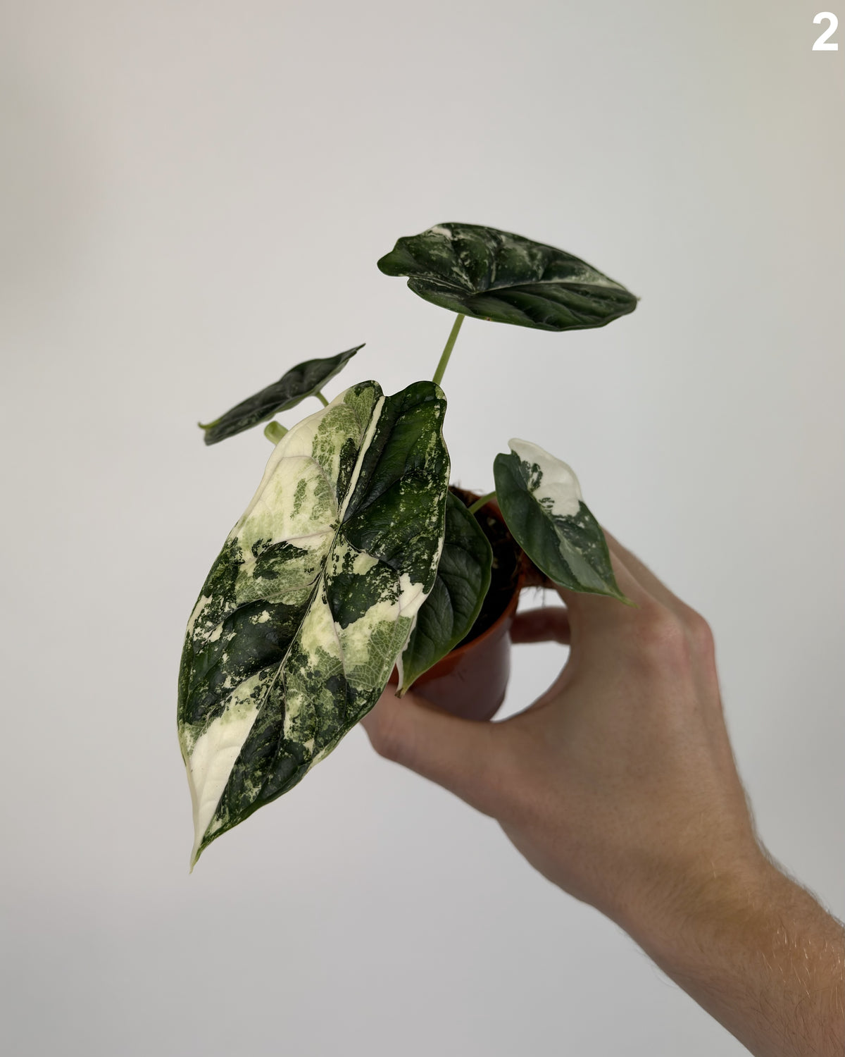 Alocasia Dragon Scale Albo Variegata WW