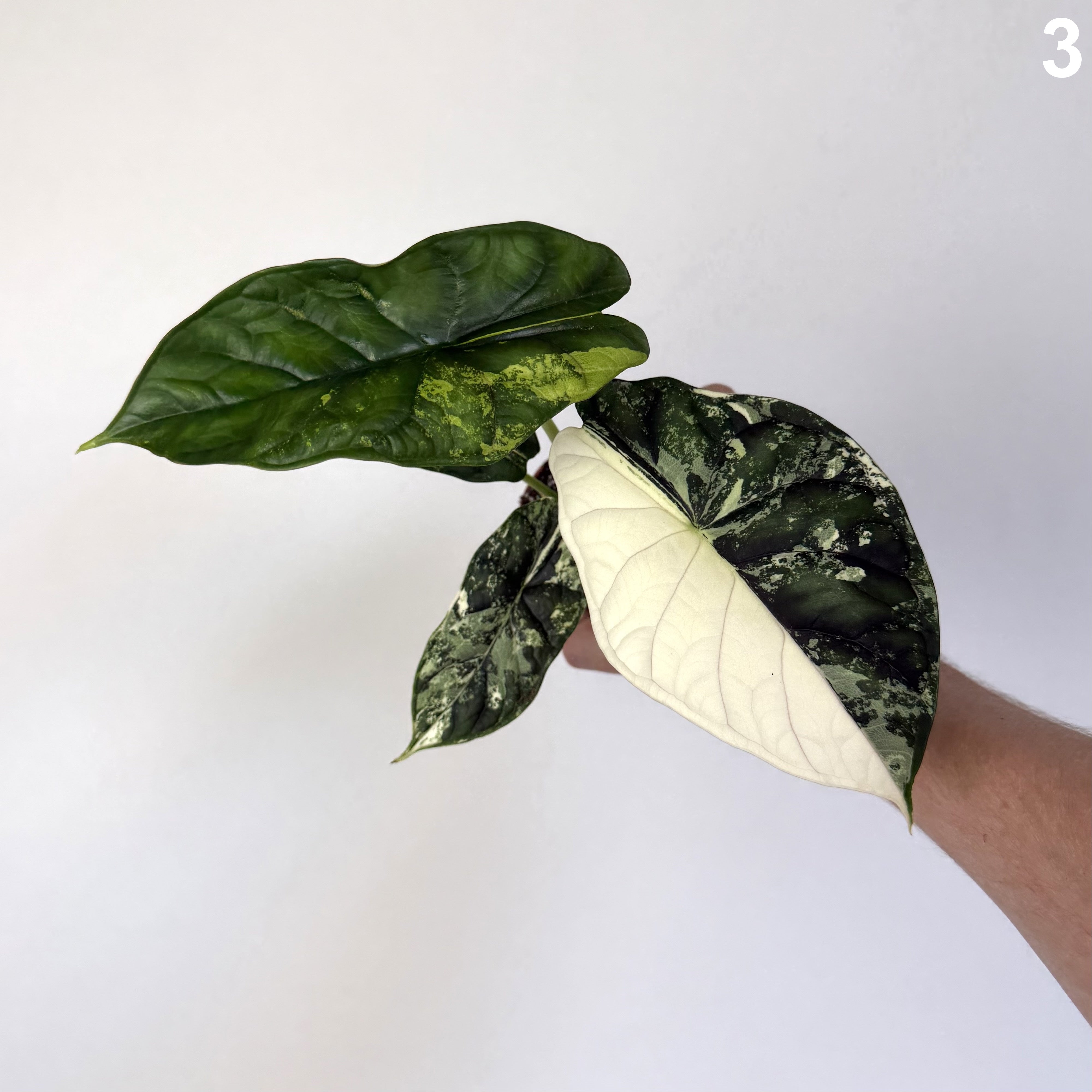 Alocasia Dragon Scale Albo WW