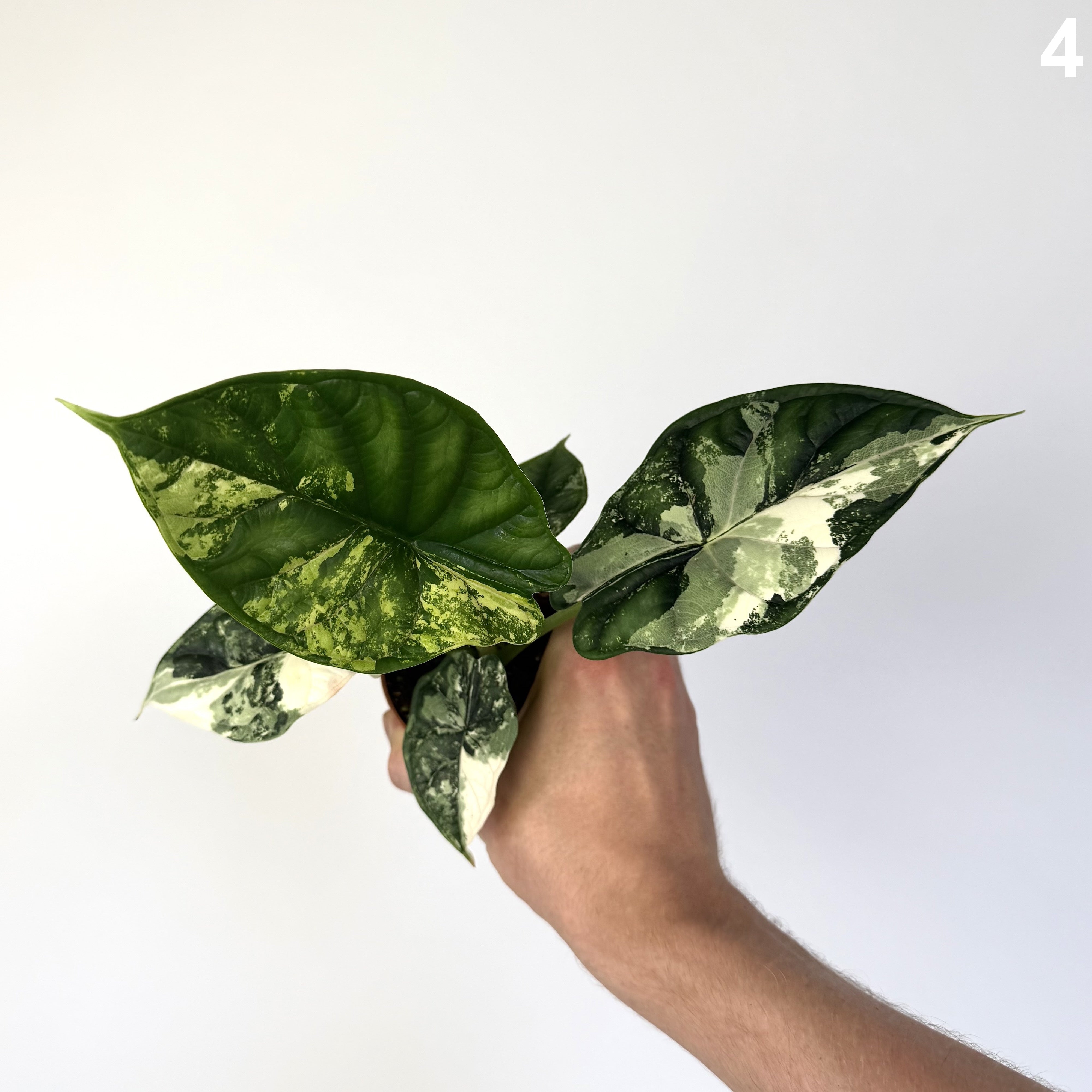Alocasia Dragon Scale Albo WW
