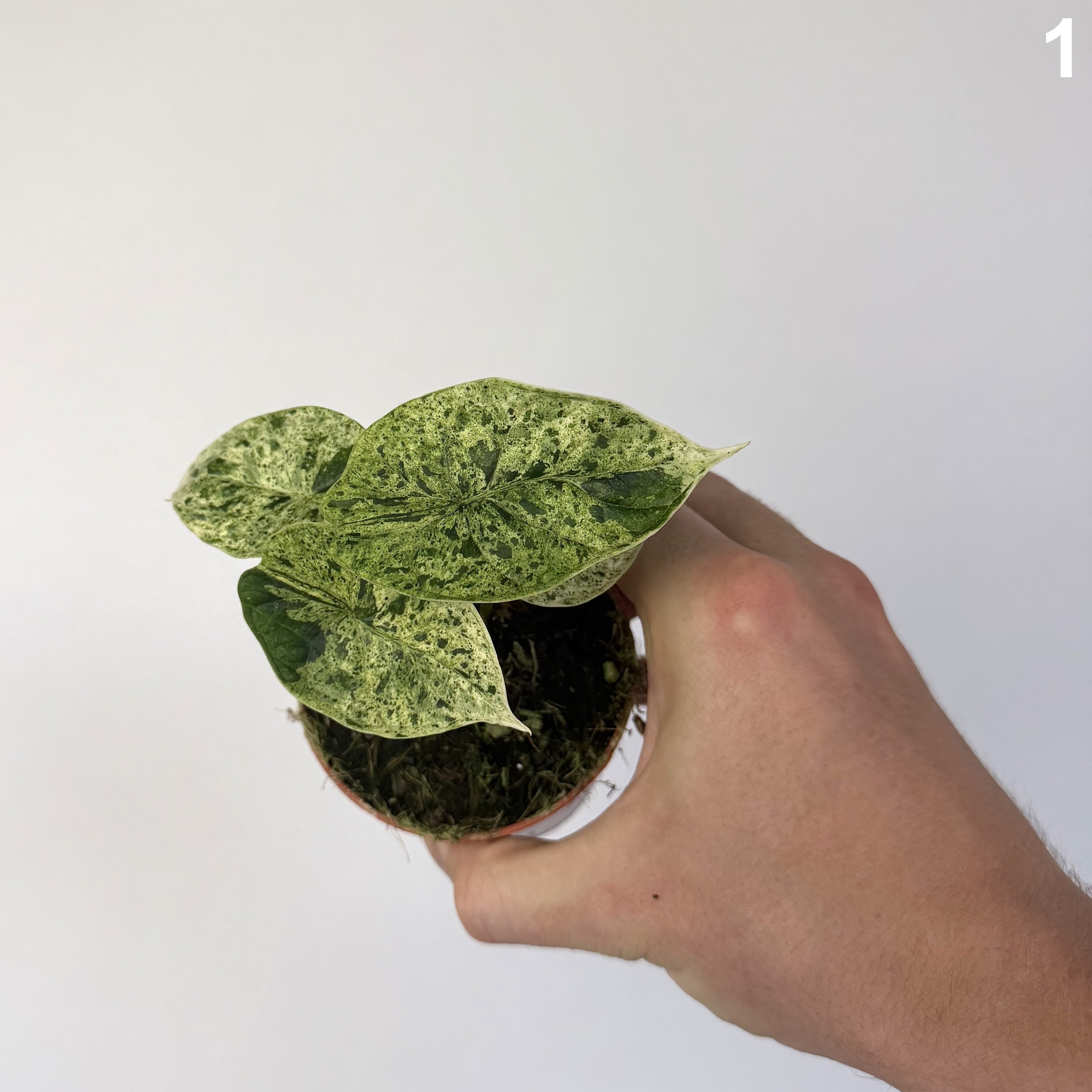 Alocasia Dragon Scale Mint WW