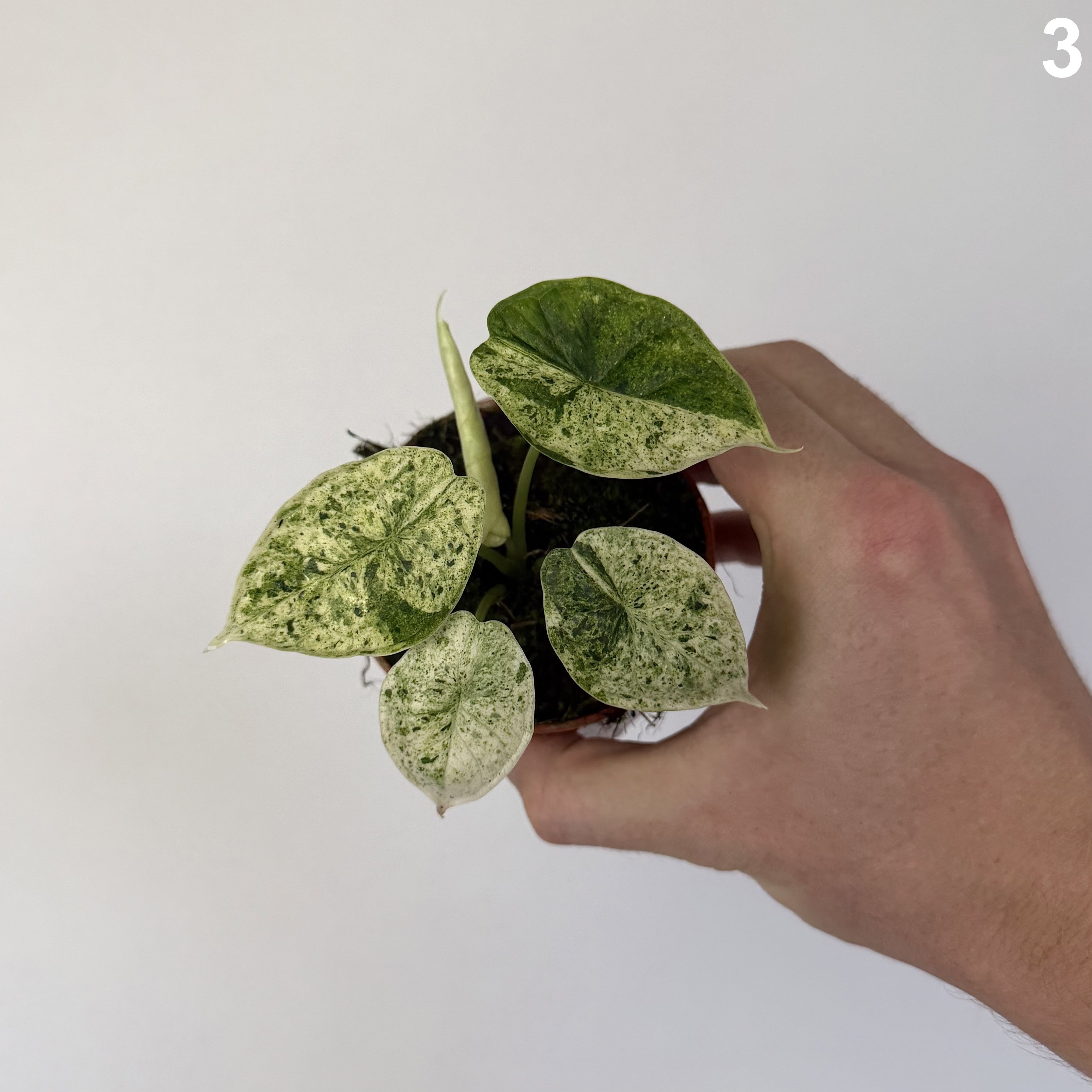 Alocasia Dragon Scale Mint WW