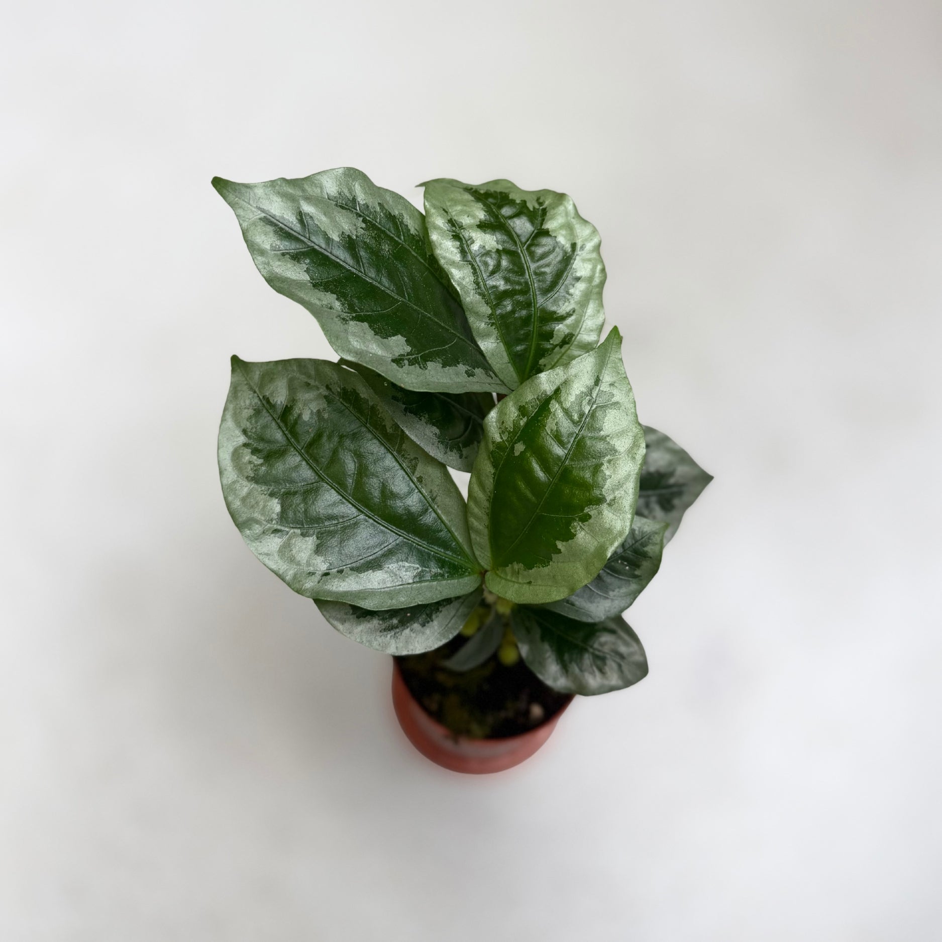 Elatostema Vittatum