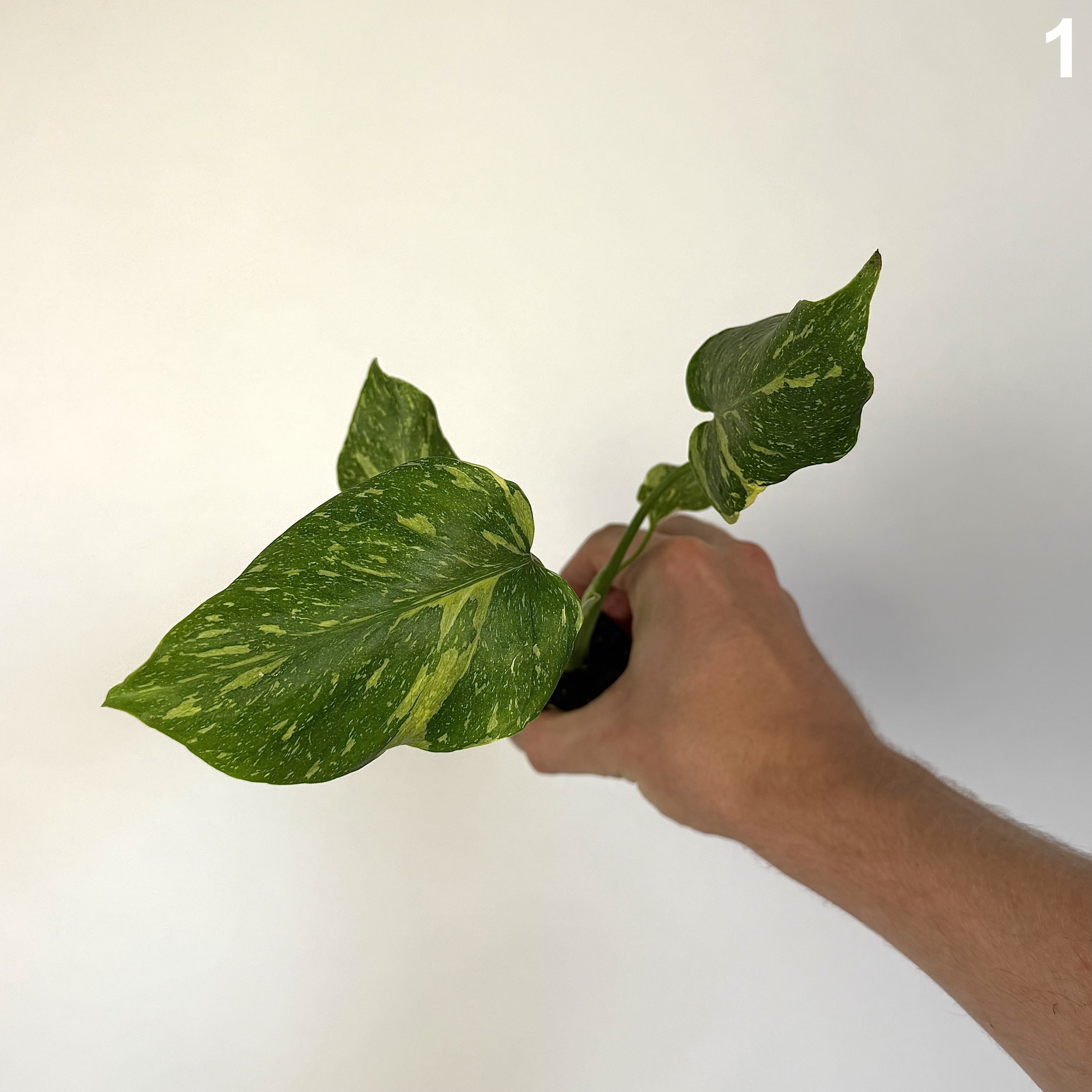 Monstera Deliciosa Electrolyte WW