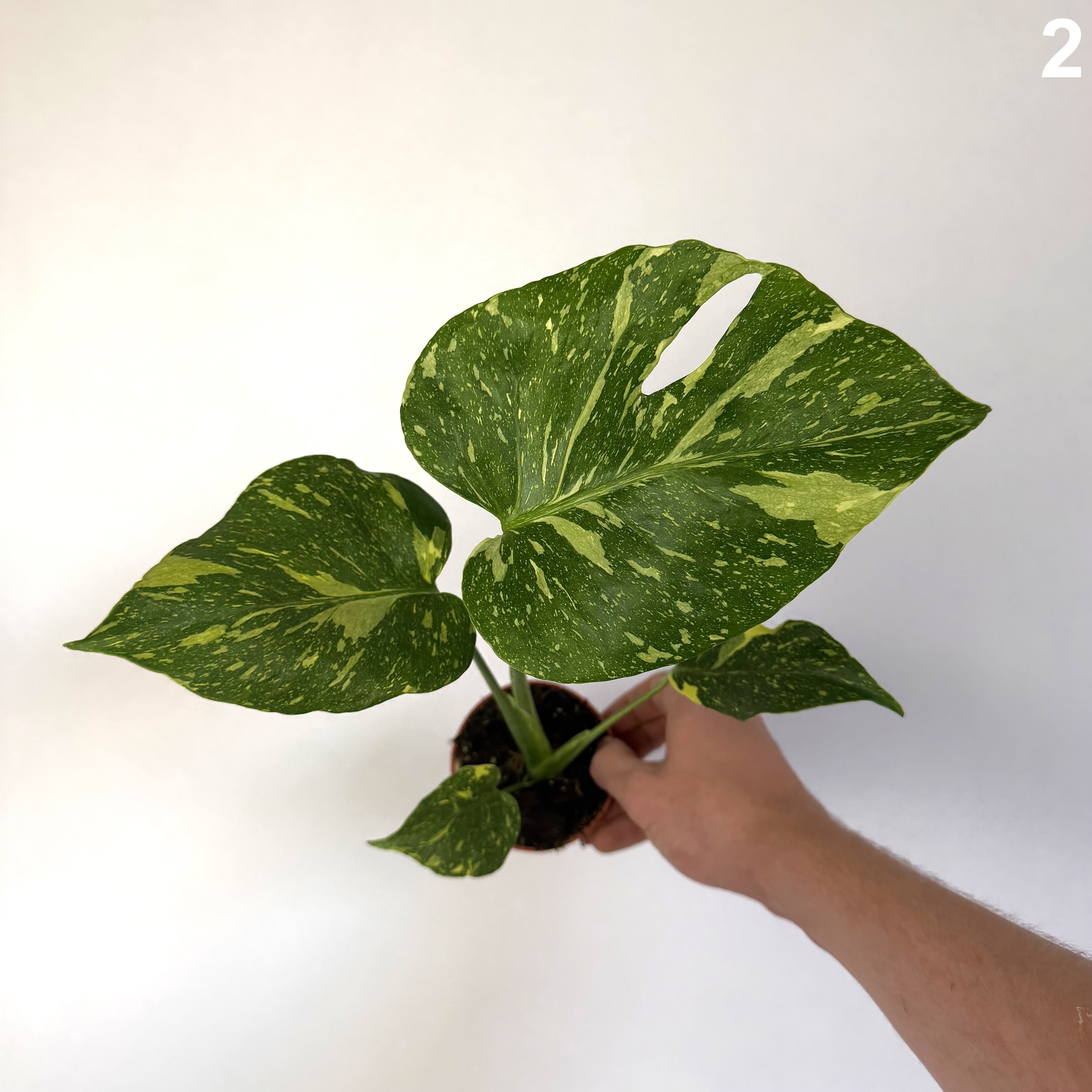 Monstera Deliciosa Electrolyte WW