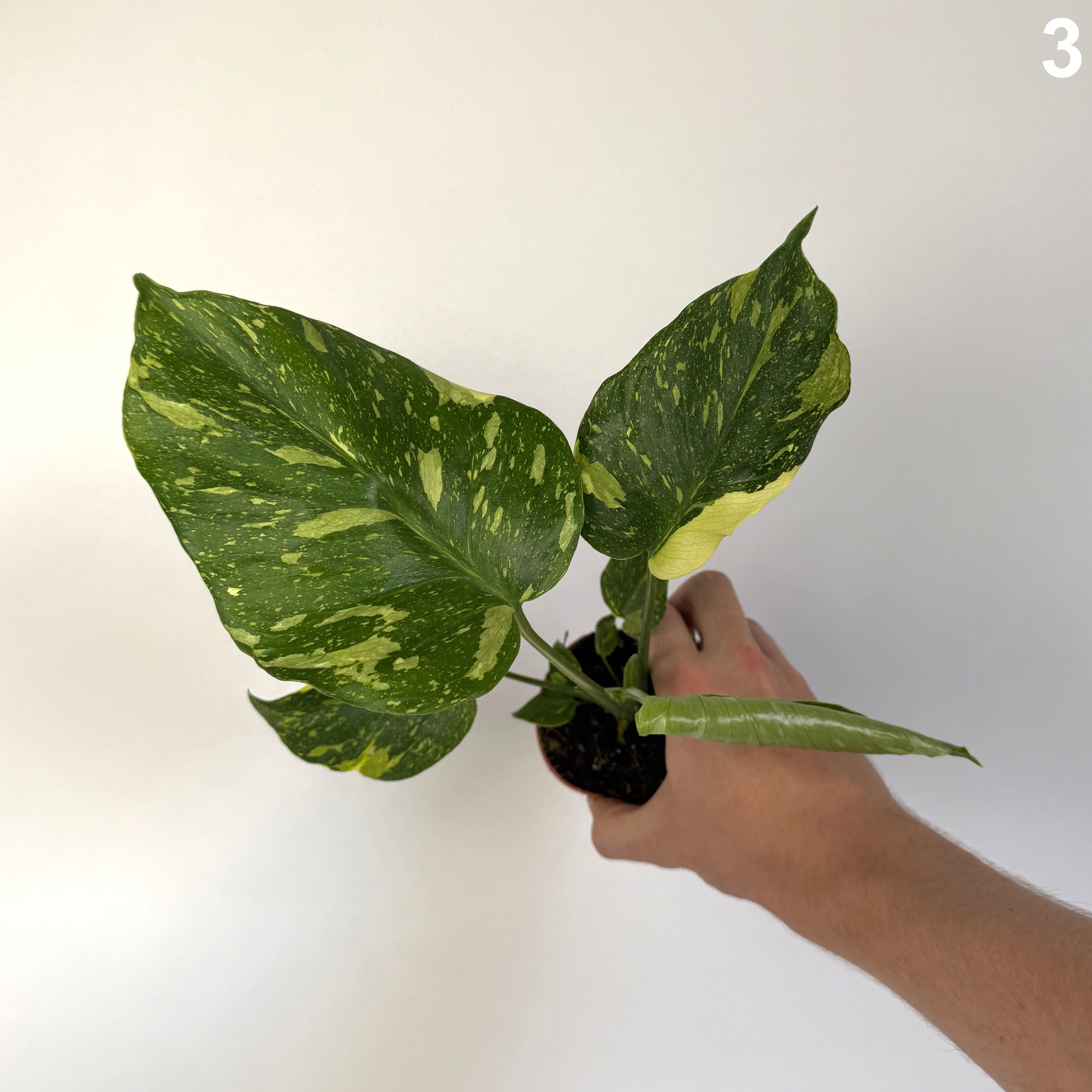 Monstera Deliciosa Electrolyte WW