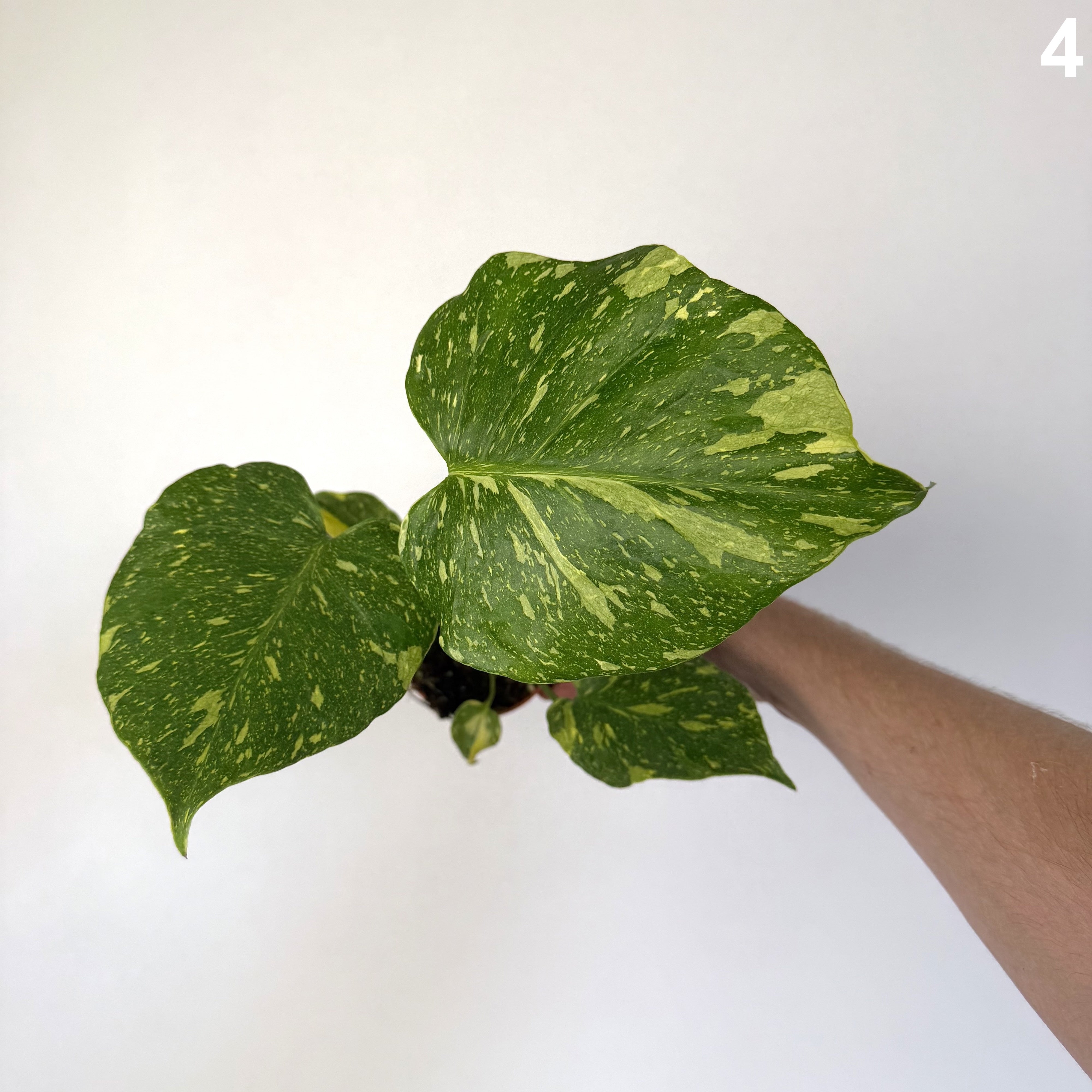 Monstera Deliciosa Electrolyte WW