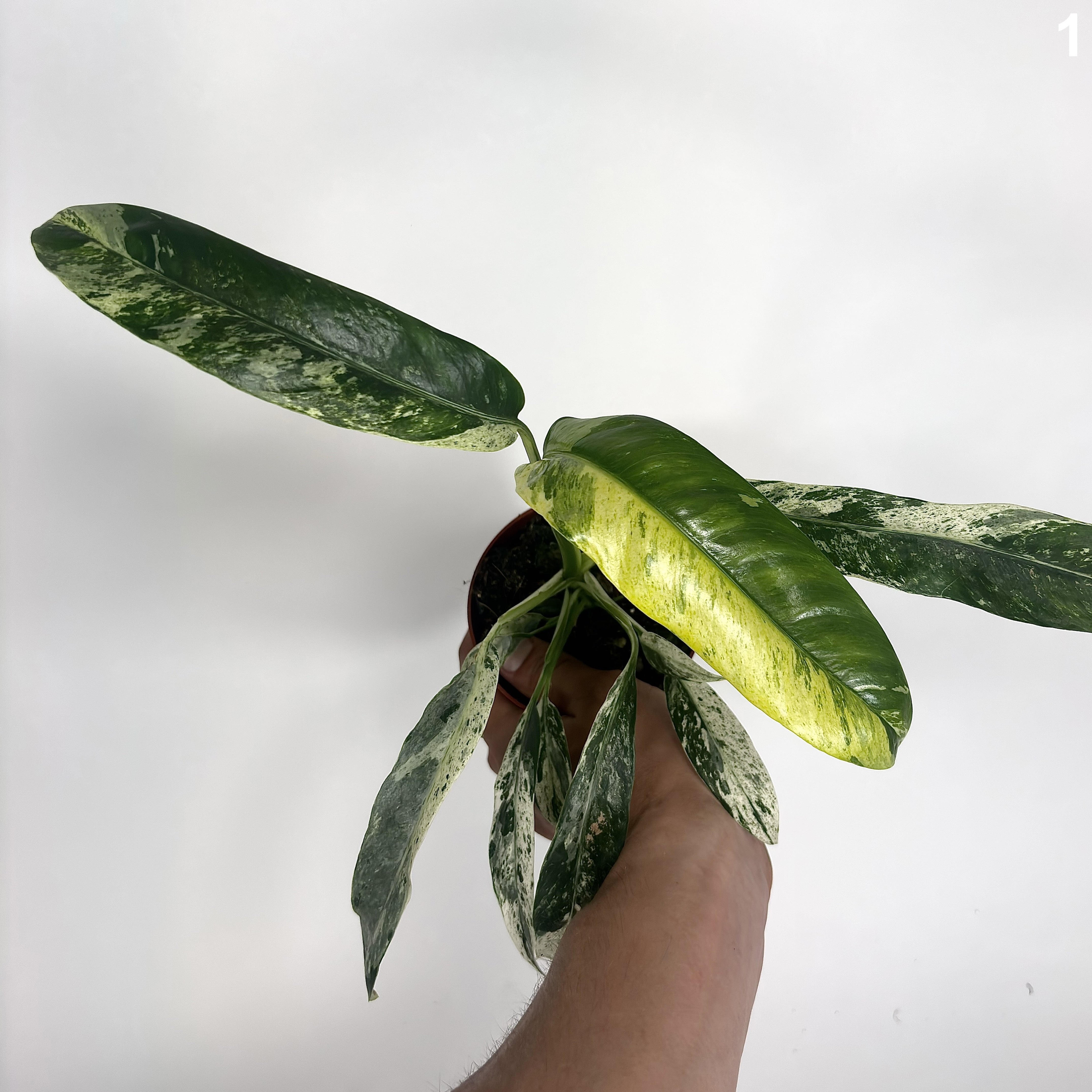 Epipremnum Giganteum Variegata WW