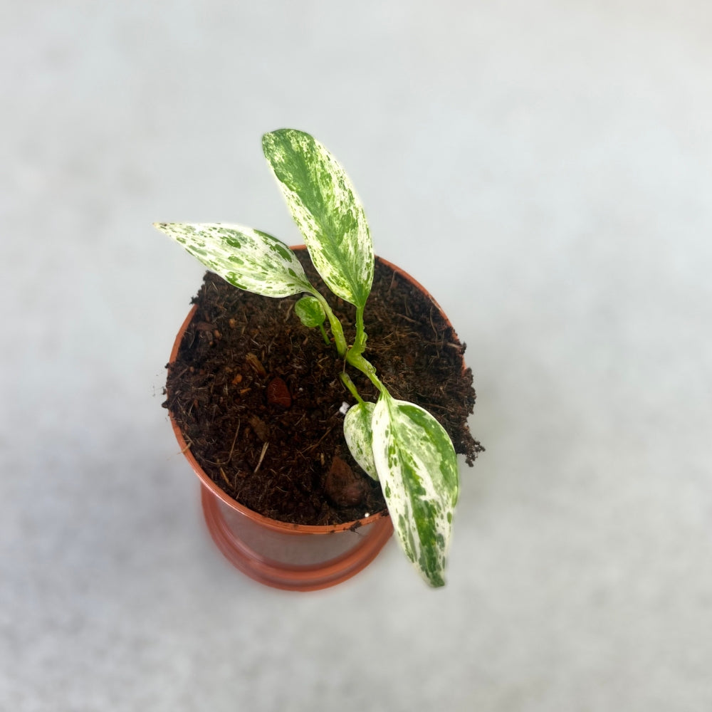 Epipremnum Giganteum Variegata - Downtown Plant Club